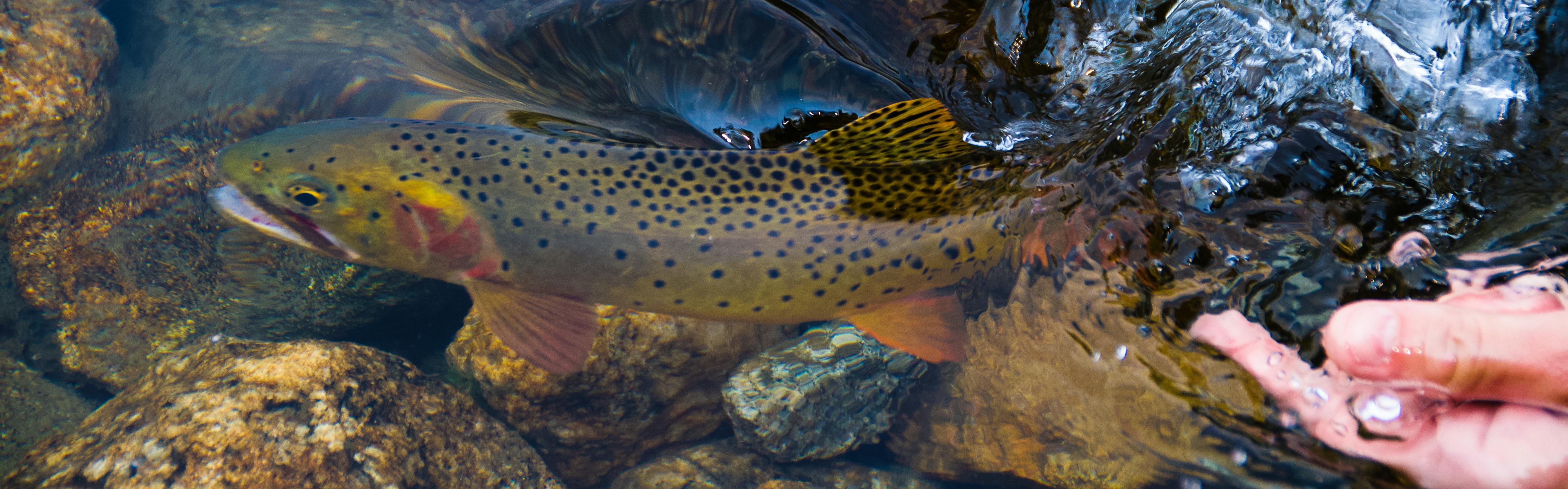 A trout being released into water.