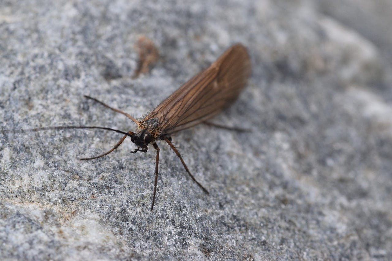 A vaddis fly on a gray rock. 