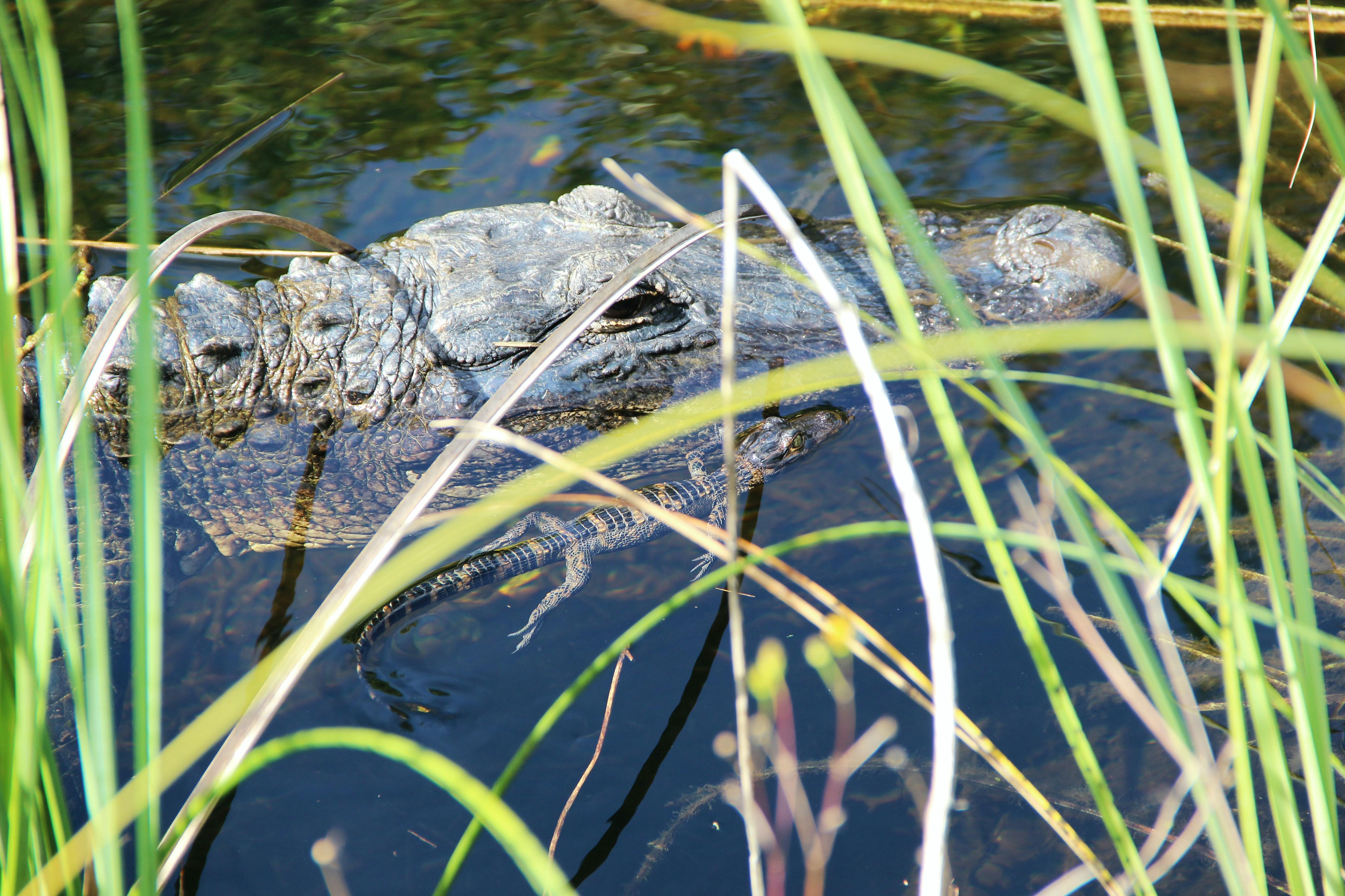 A baby gator floating next to its mother's head at the surface of a swamp