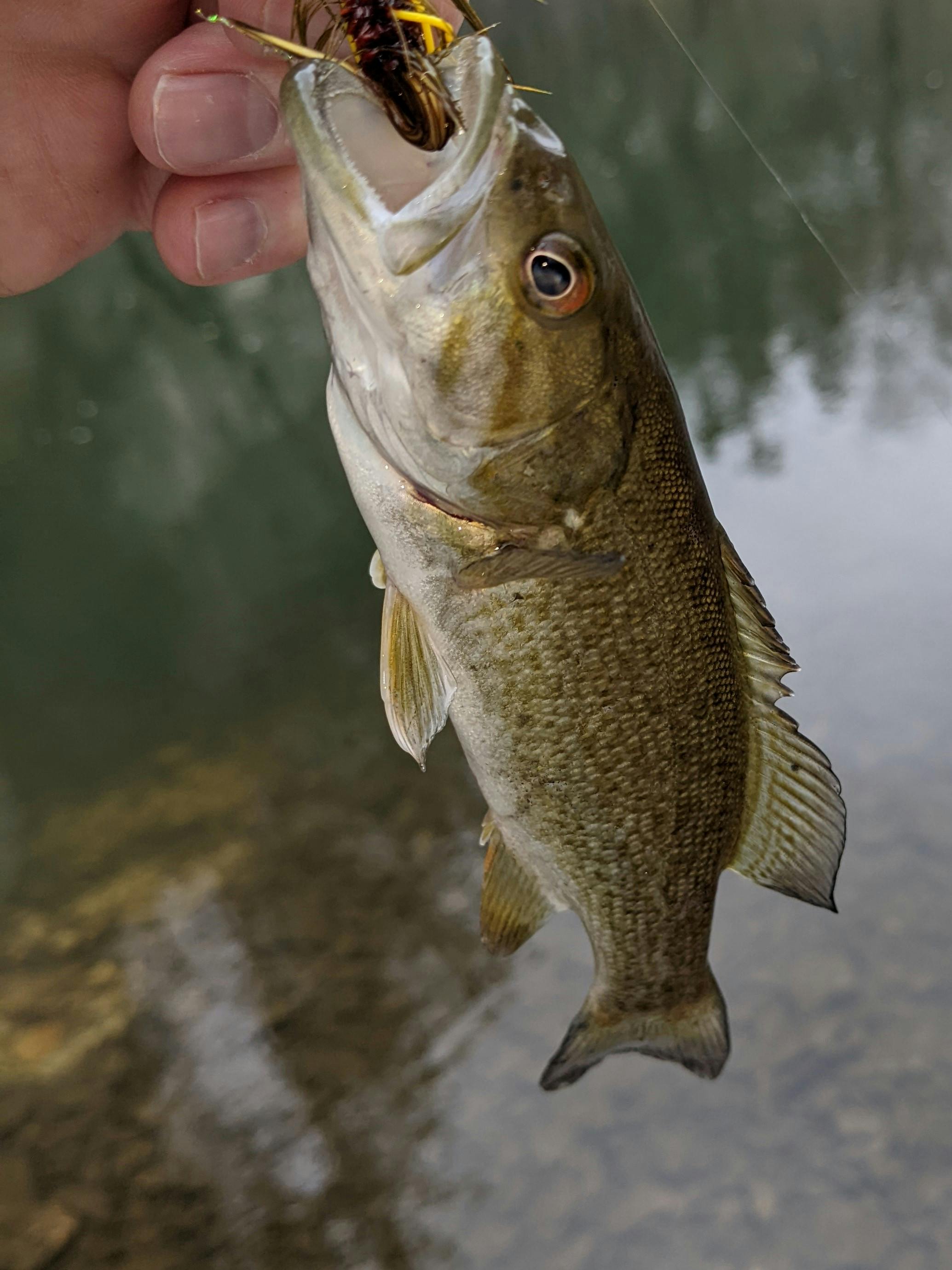 A Smallmouth bass caught on the Lamson Litespeed F Fly Reel.