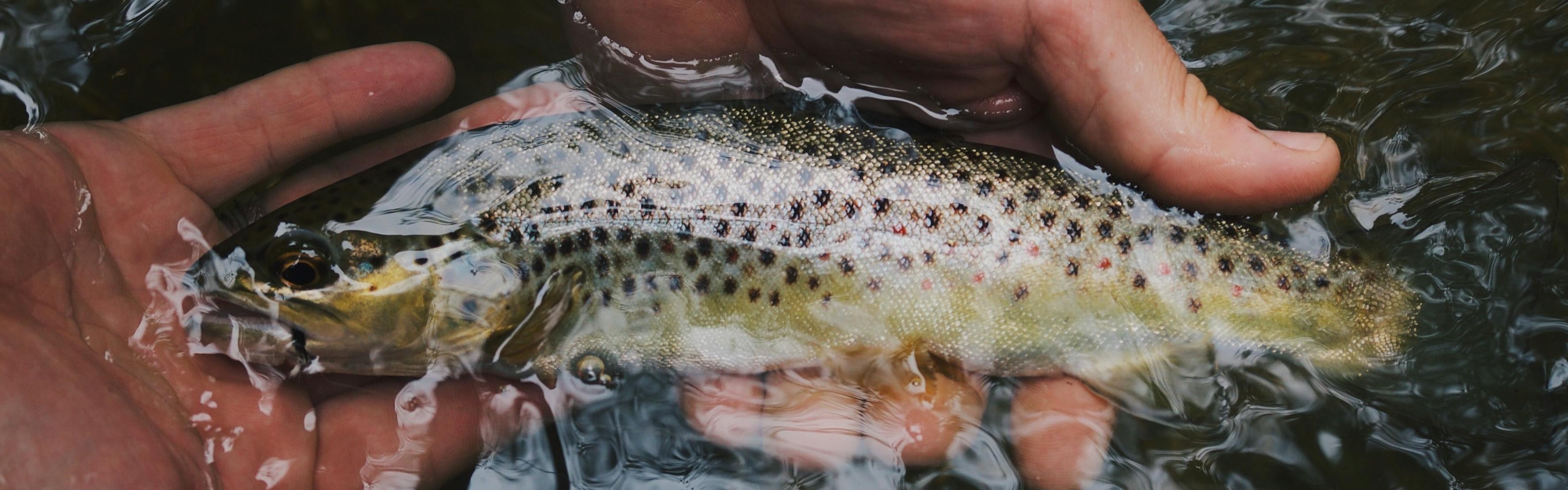 10 of the best trout rods