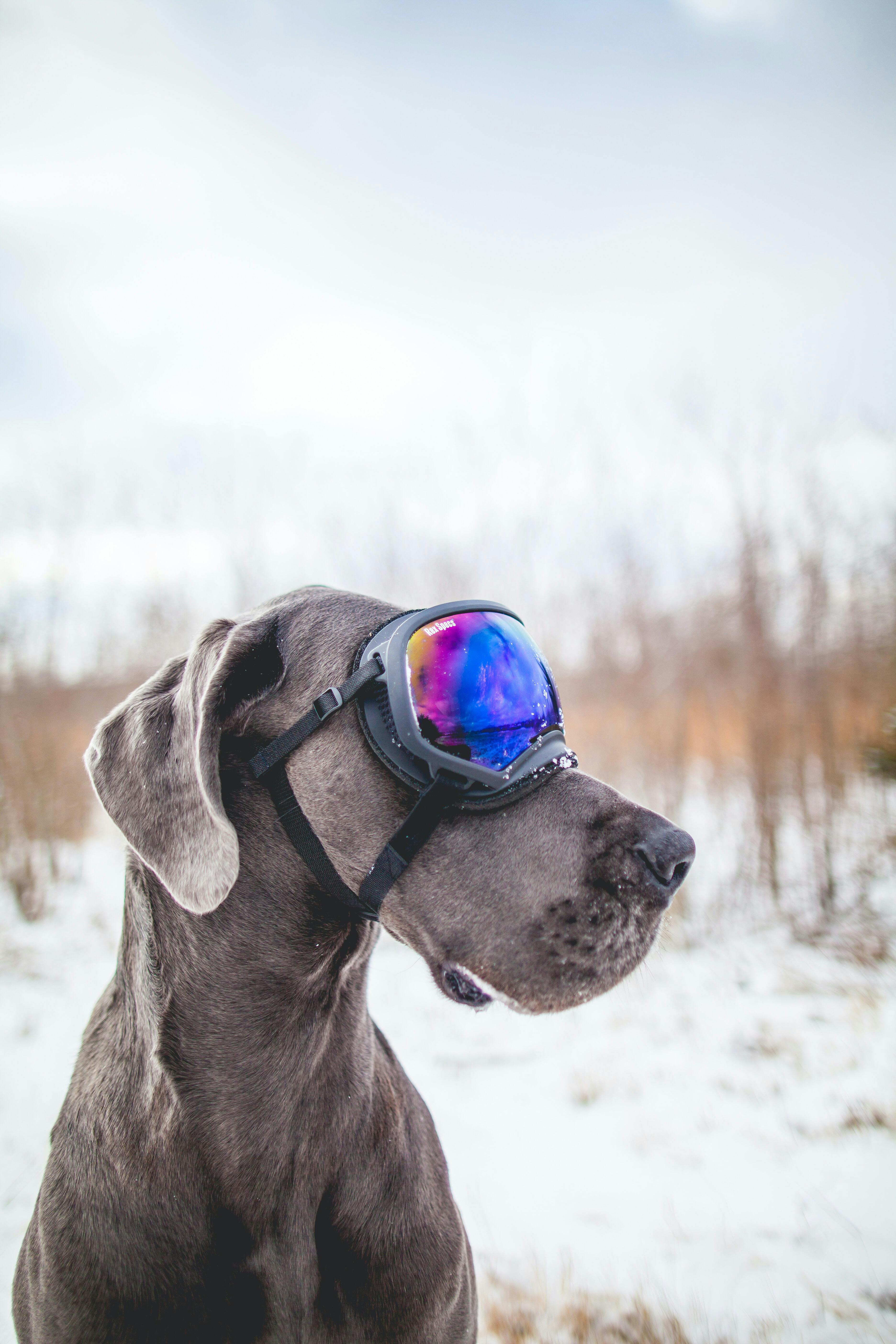 A dog wears a pair of goggles with a purple-tinted lens