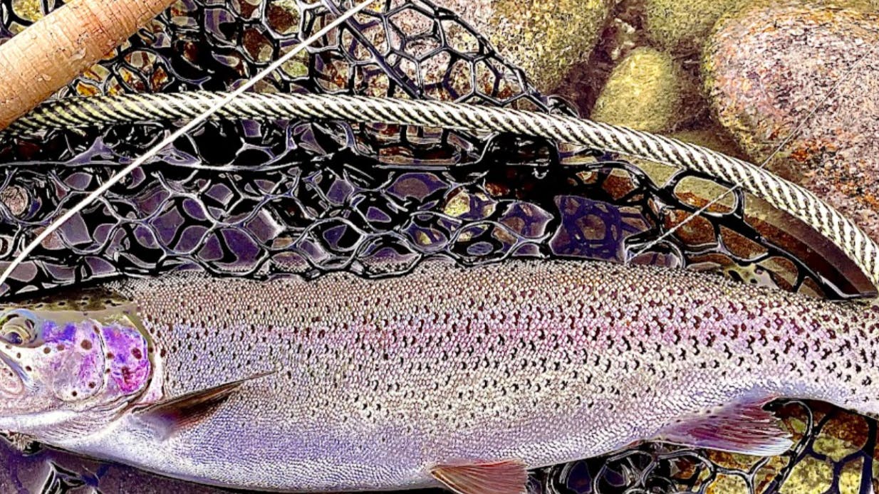 A fish lying in a net in the water. There is a fly rod and reel next to the fish. 