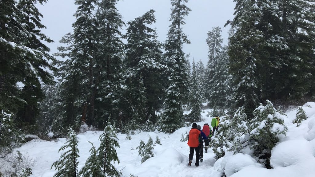 People hike towards snowy trees