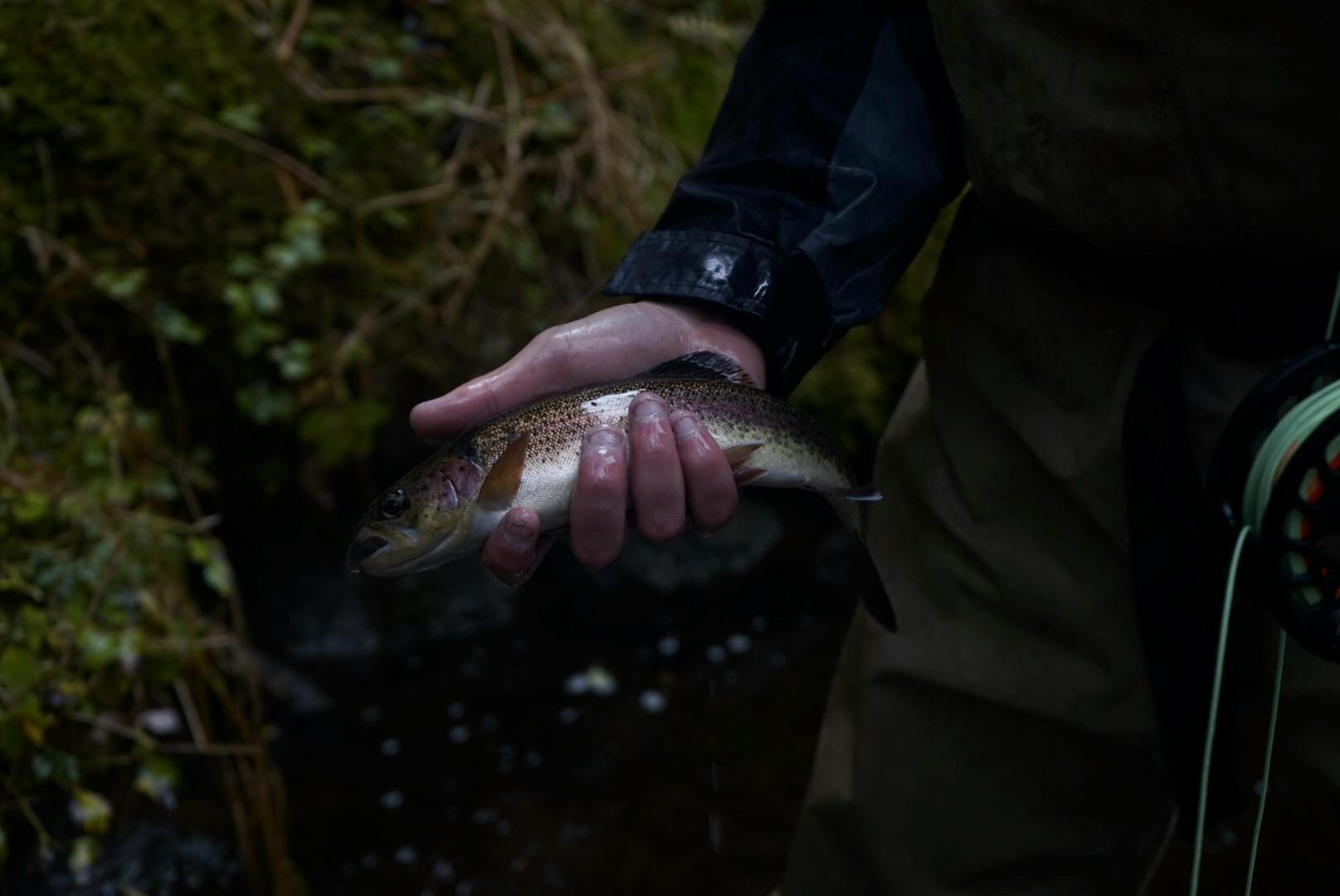 Someone holds a trout in their wet hand in front of a dark natural background.