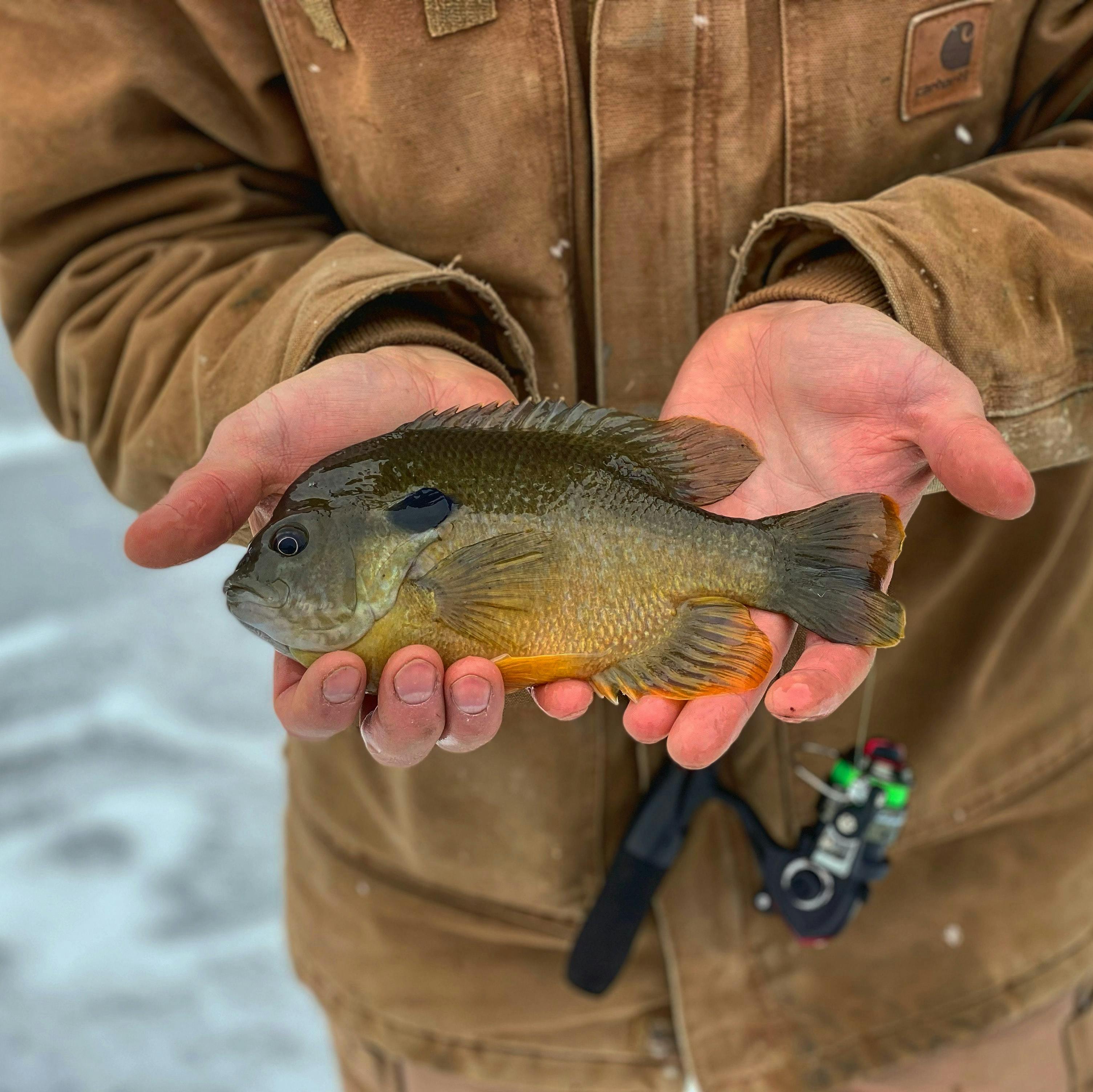 Person holding a bluegill