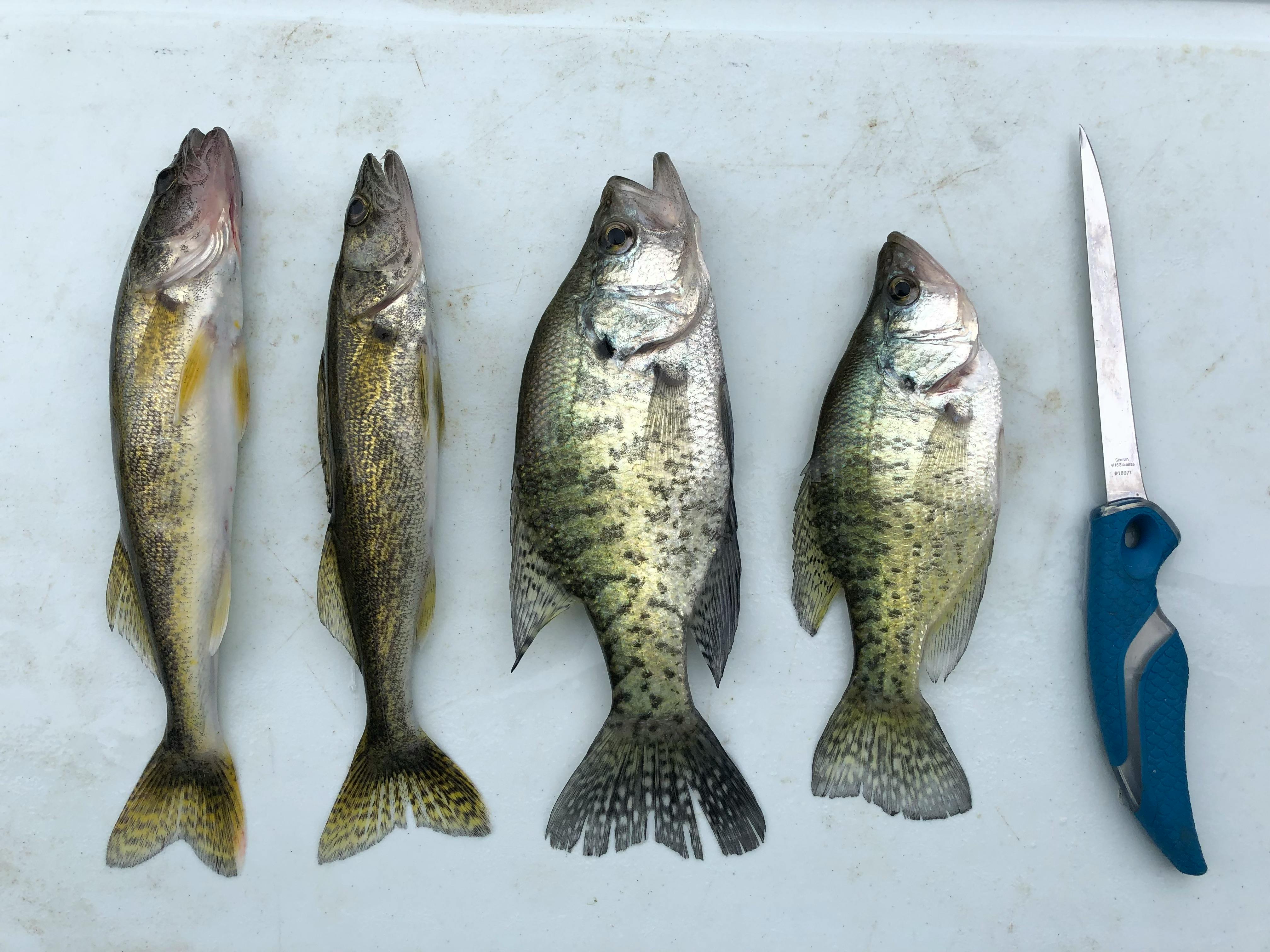 Four fish lay in a row on a plastic board with a knife lined up with them. 