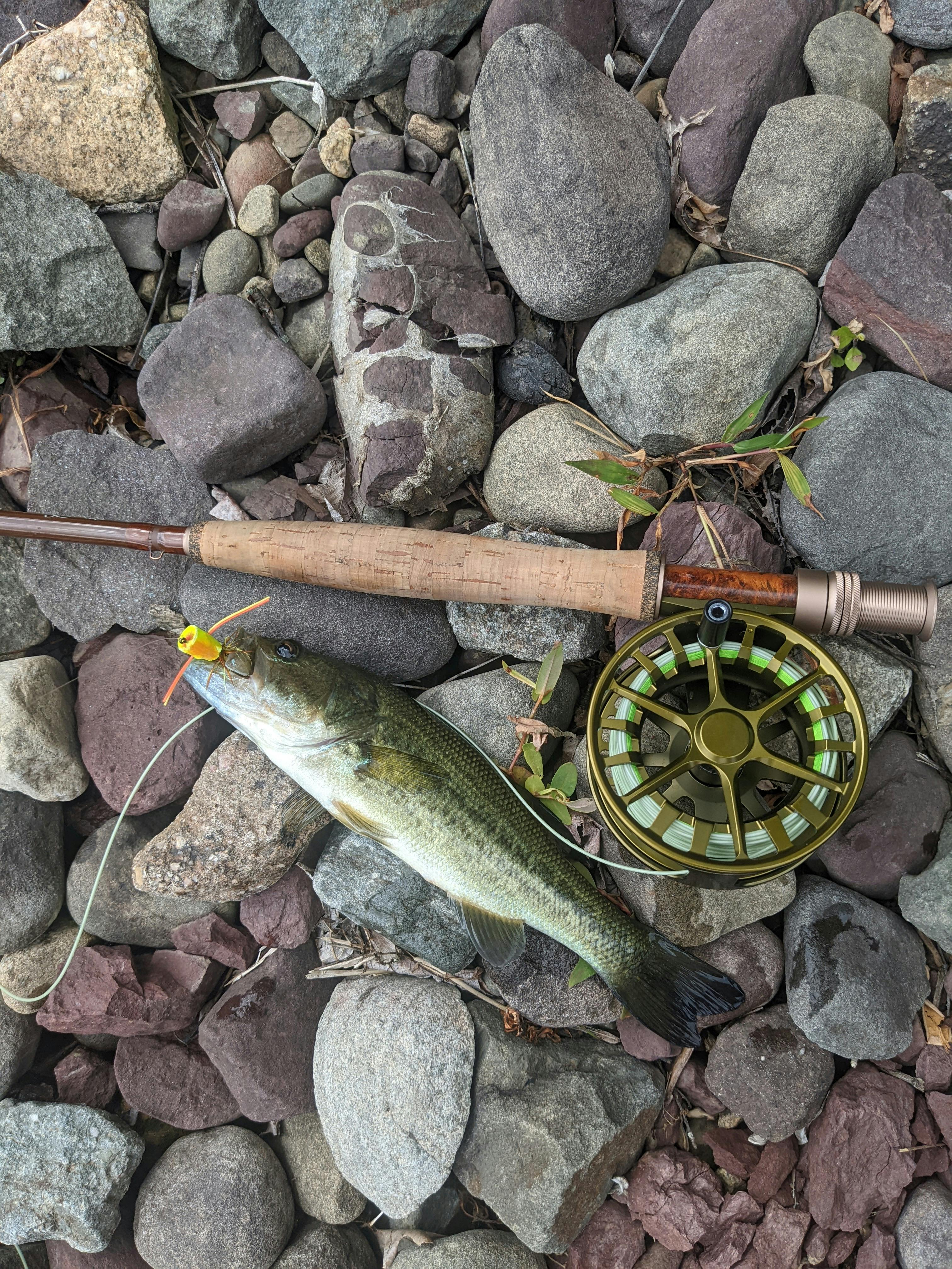 A fish laying on some rocks with a fly rod laying next to it. 