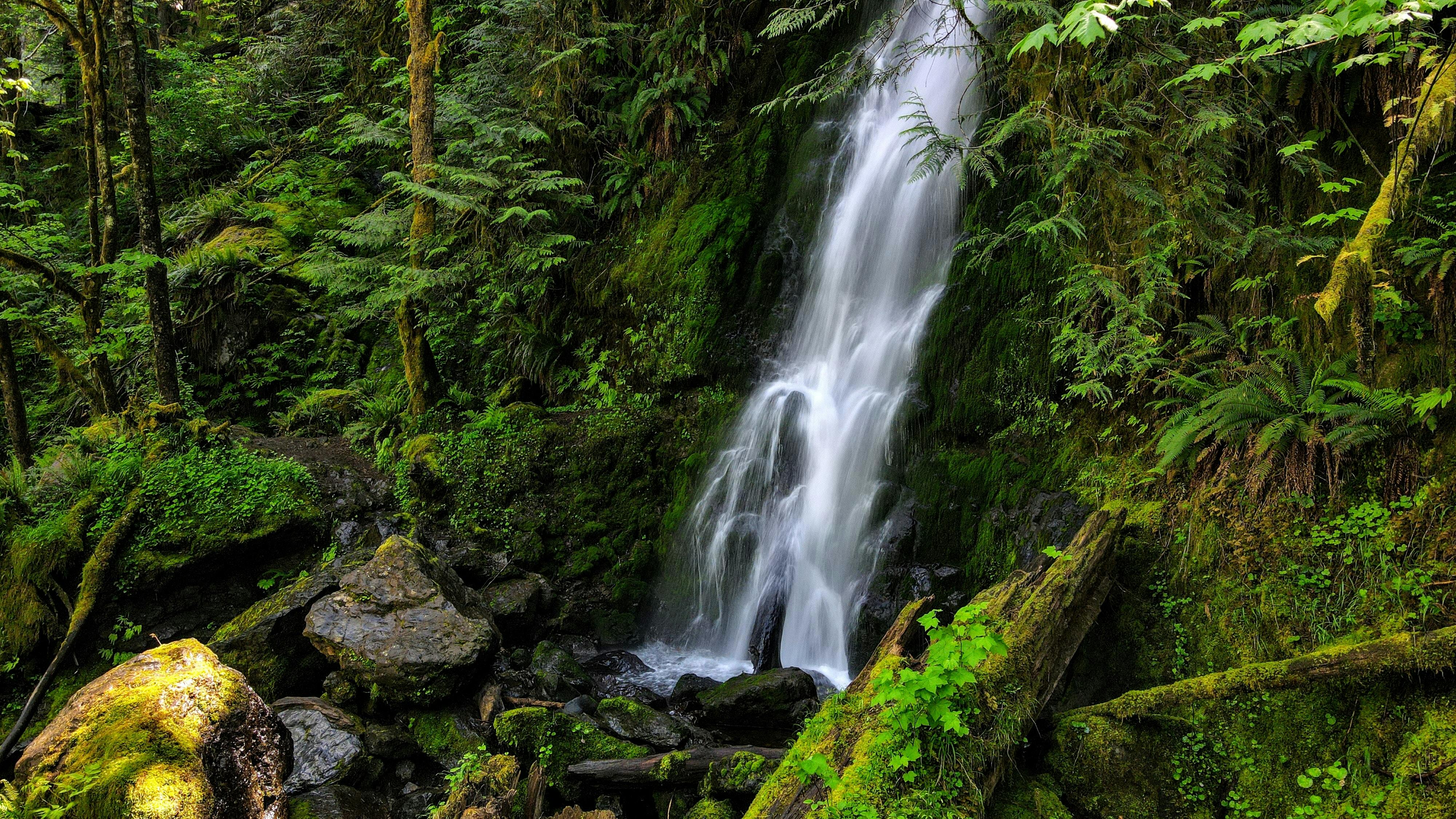 A waterfall comes down on moss-covered boulders and logs. The scene is full of ferns and moss. 
