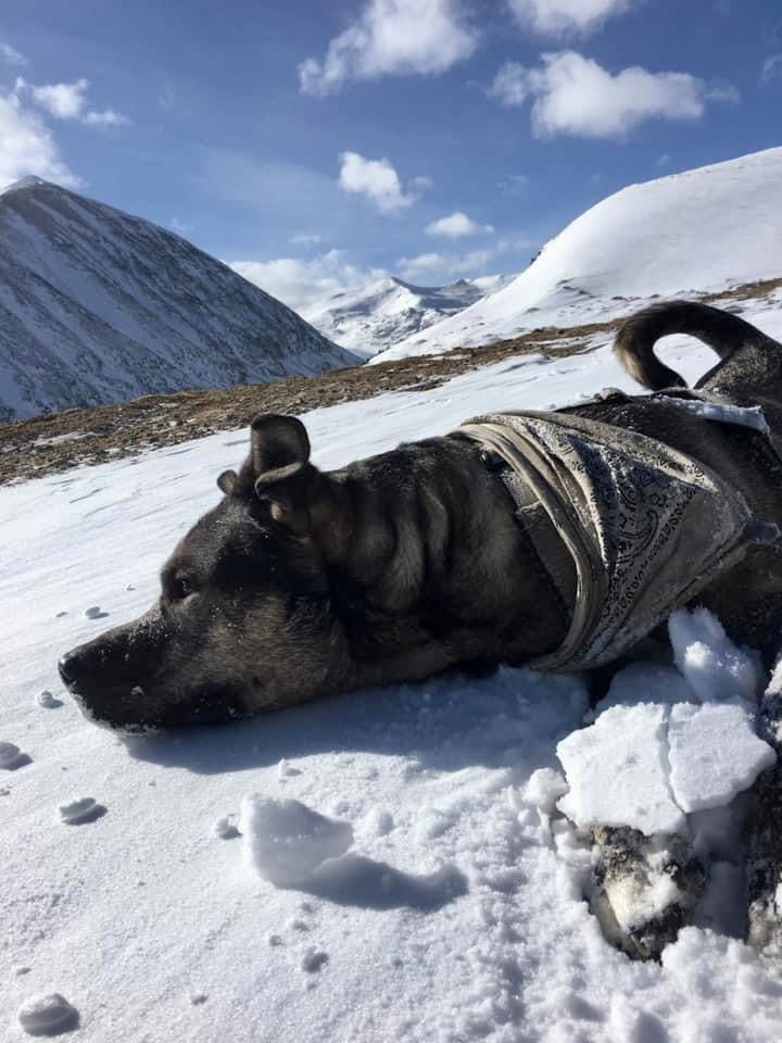 A dog laying in the snow with mountains in the background. 