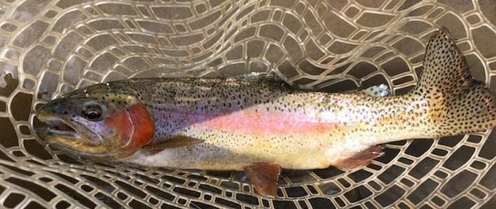 A rainbow trout in a net. 