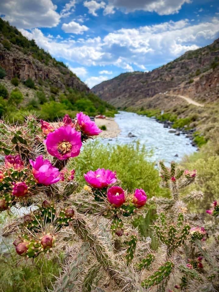 Bright pink cacti flowers fill up the foreground of the screen. In the background is the light blue Rio Grande in a valley. The sky is blue with white fluffy clouds above.