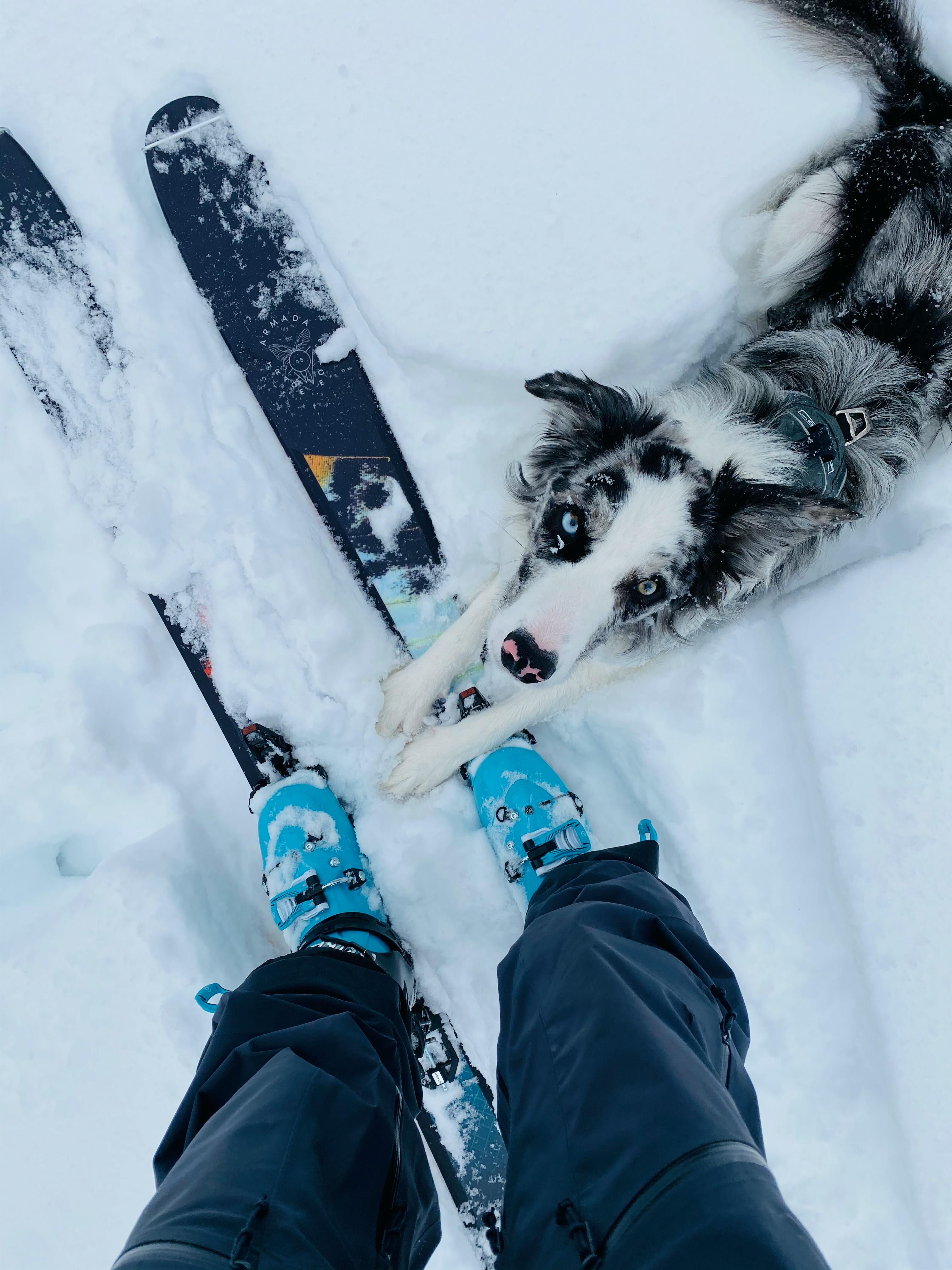 Photo of Dynafit Rotation 10 bindings on Armada Trace 98s, with a cute dog.