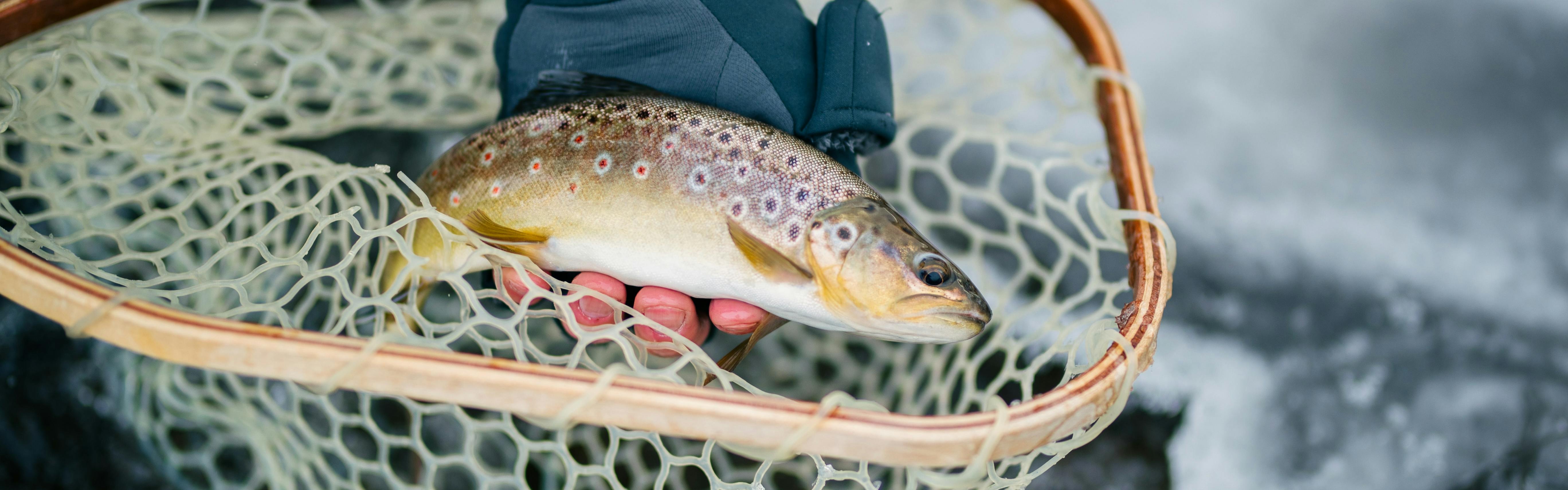South Park's Pike and Trout - Colorado Outdoors Online