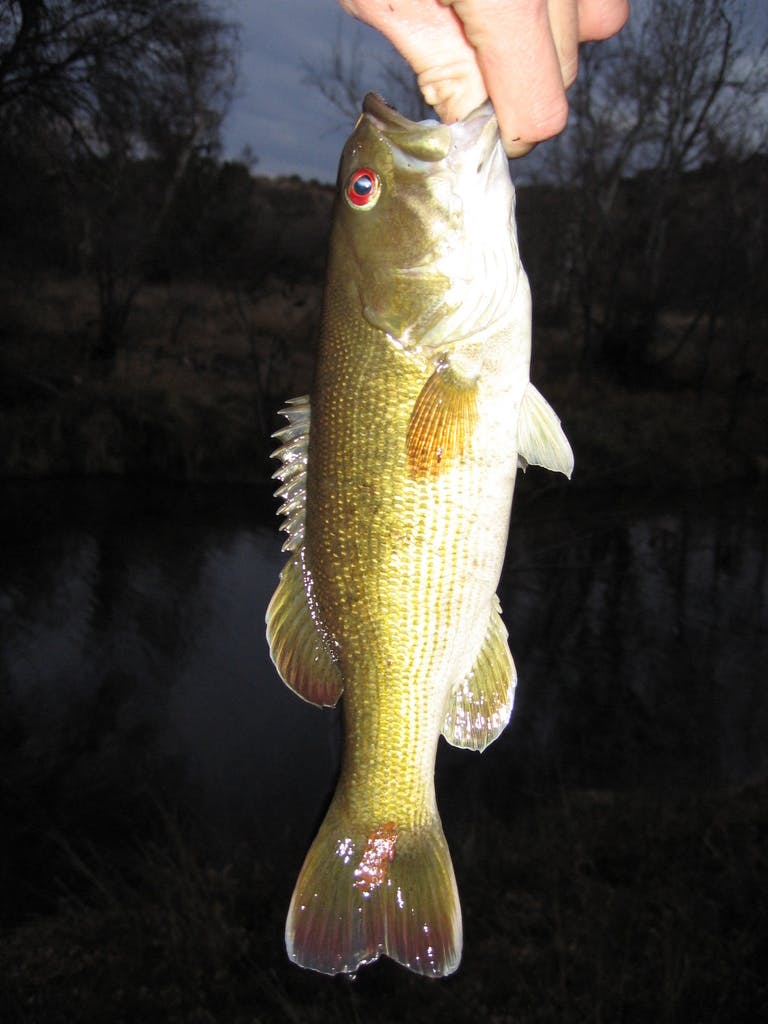 Someone holds a redeye bass by the lip. The photo is taken at night so the fish is illuminated by flash. 