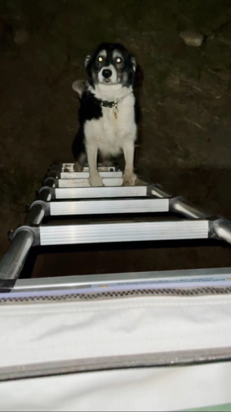 A dog trying to climb a ladder.