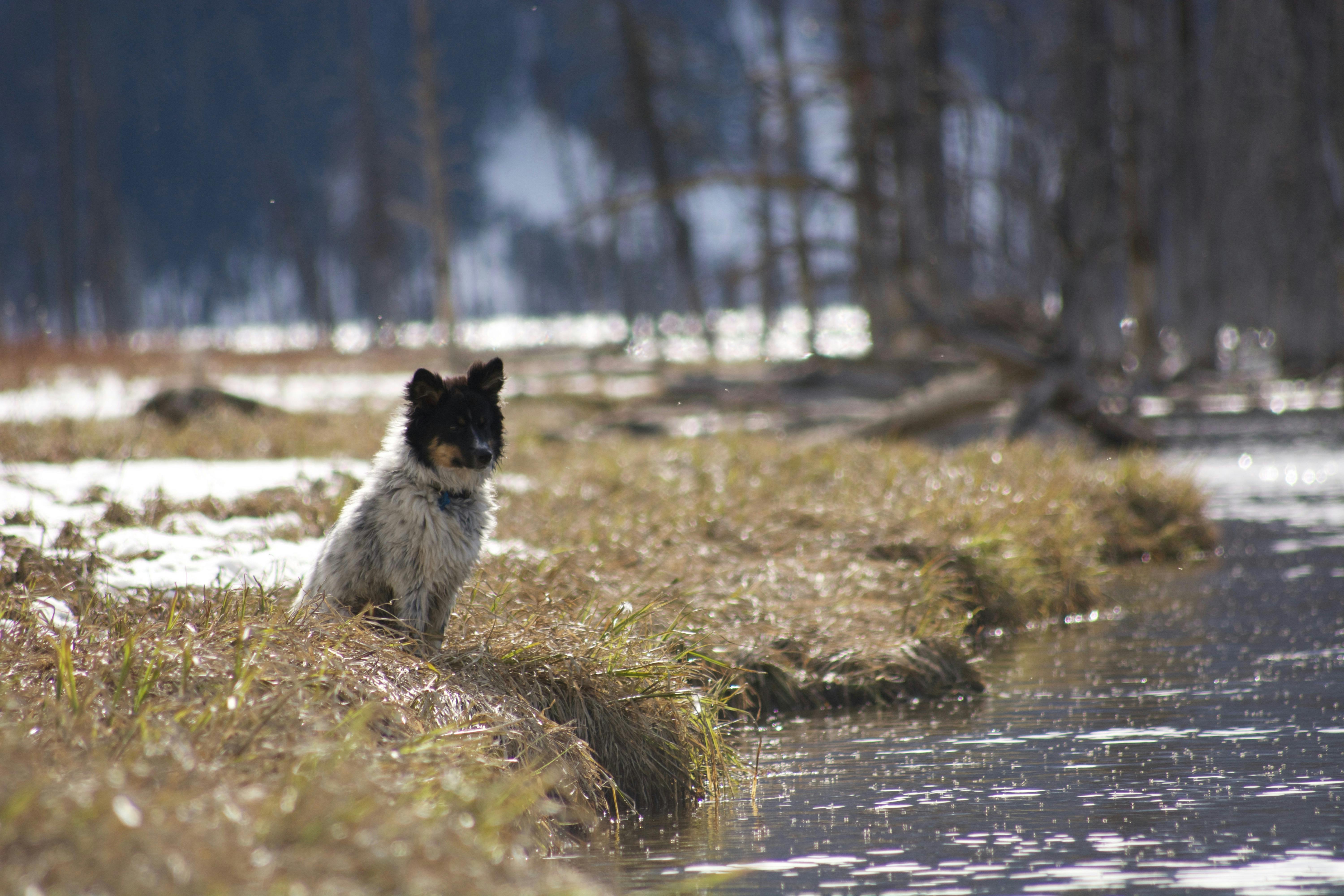 A black and white dog sits on a grassy river bank
