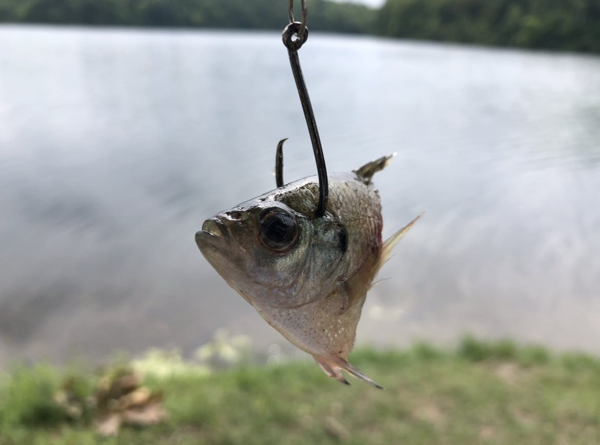 used catfish tackle