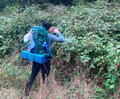 A woman with a backpack picks blackberries. 