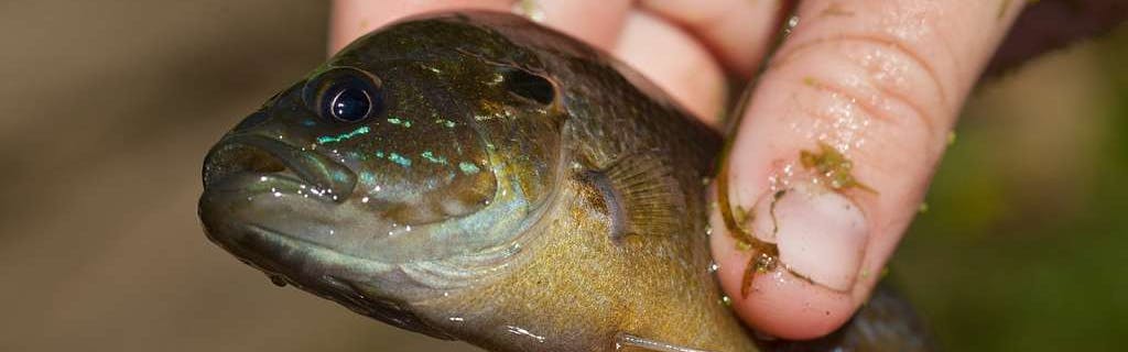 How to Catch Sunfish: A Guide to the Easiest Fish to Catch