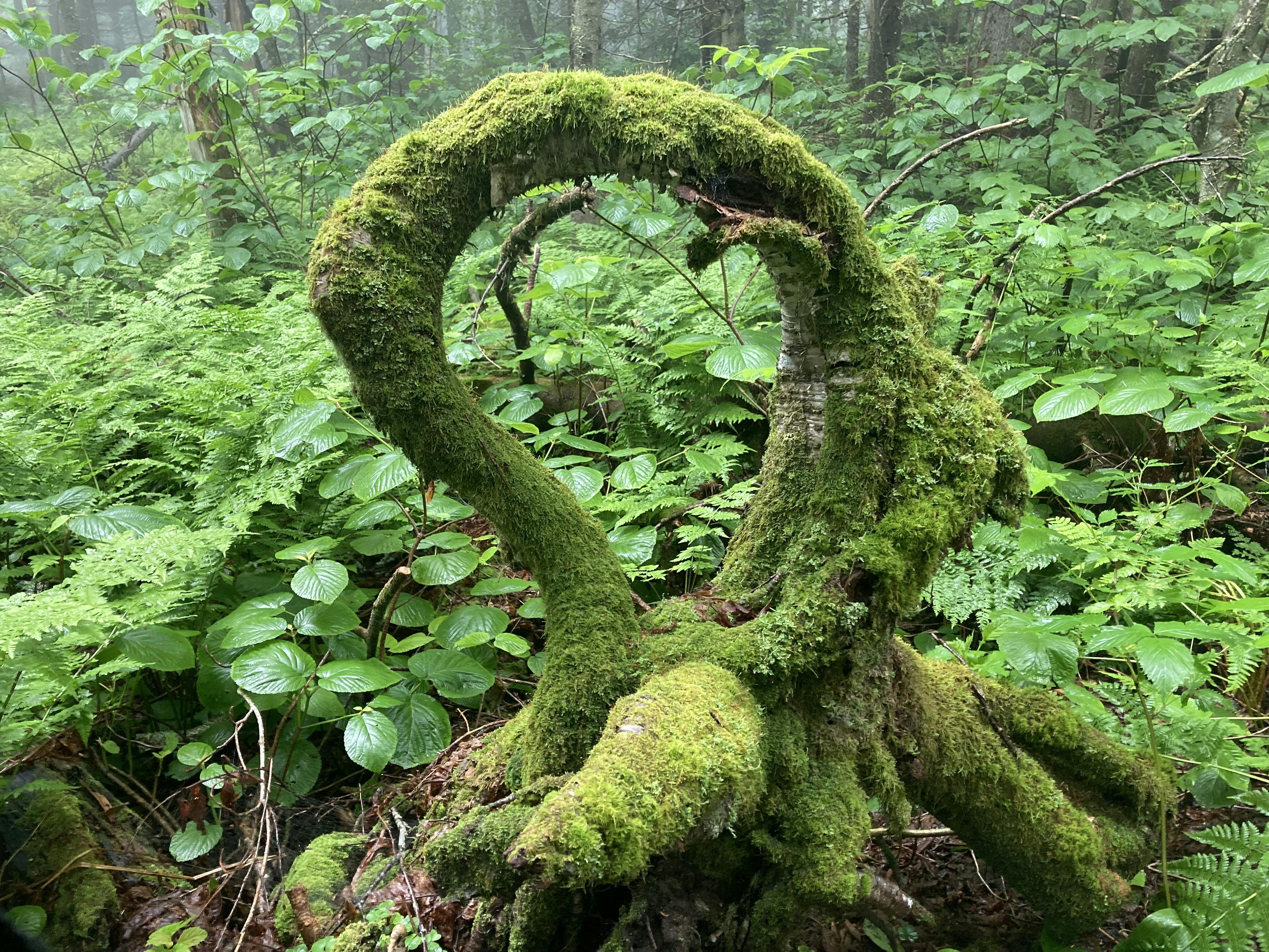 A mossy root growing up in a circle. 