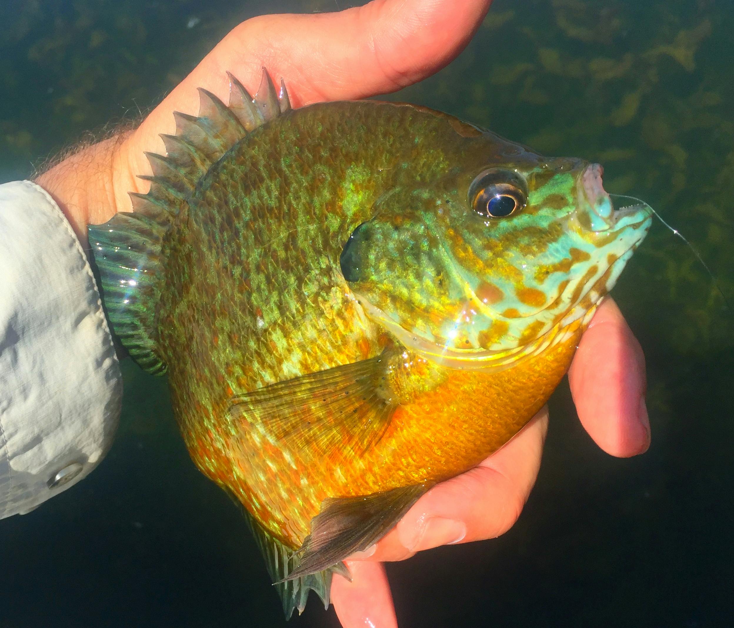 First time going for panfish, pretty sure it's a bluegill. My