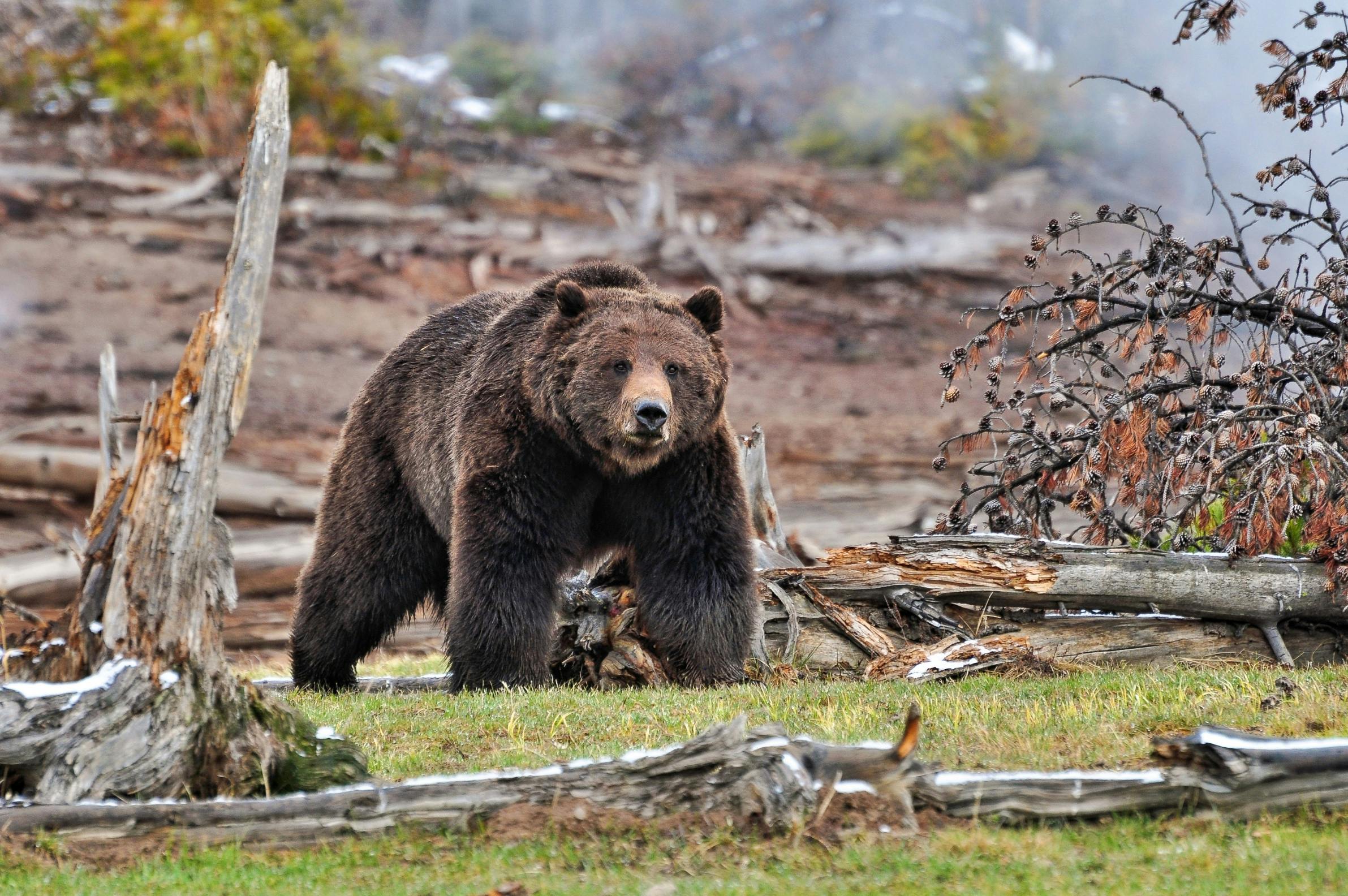 How To Hike & Camp In Bear Country | Curated.com