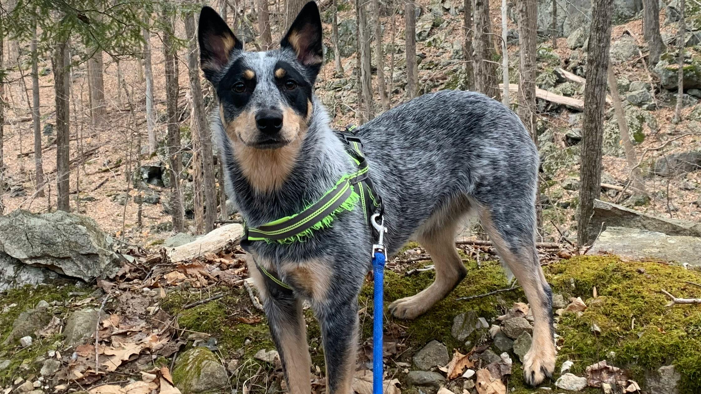 An Australian cattle dog stands on a pile of rocks in a wooded area
