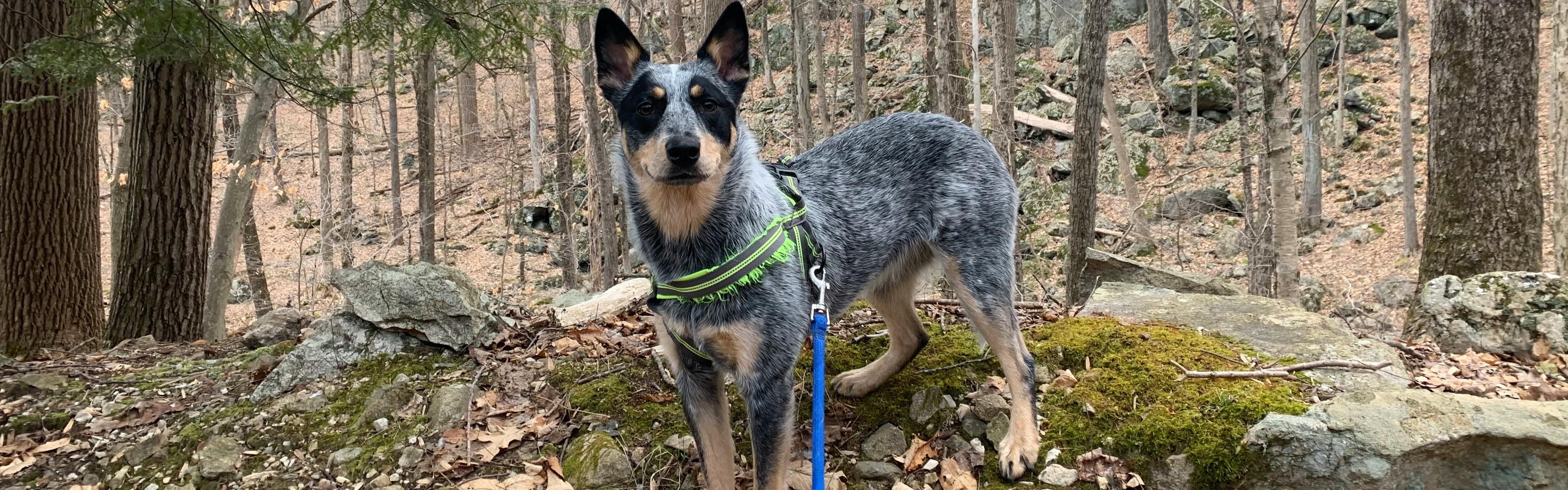 An Australian cattle dog stands on a pile of rocks in a wooded area