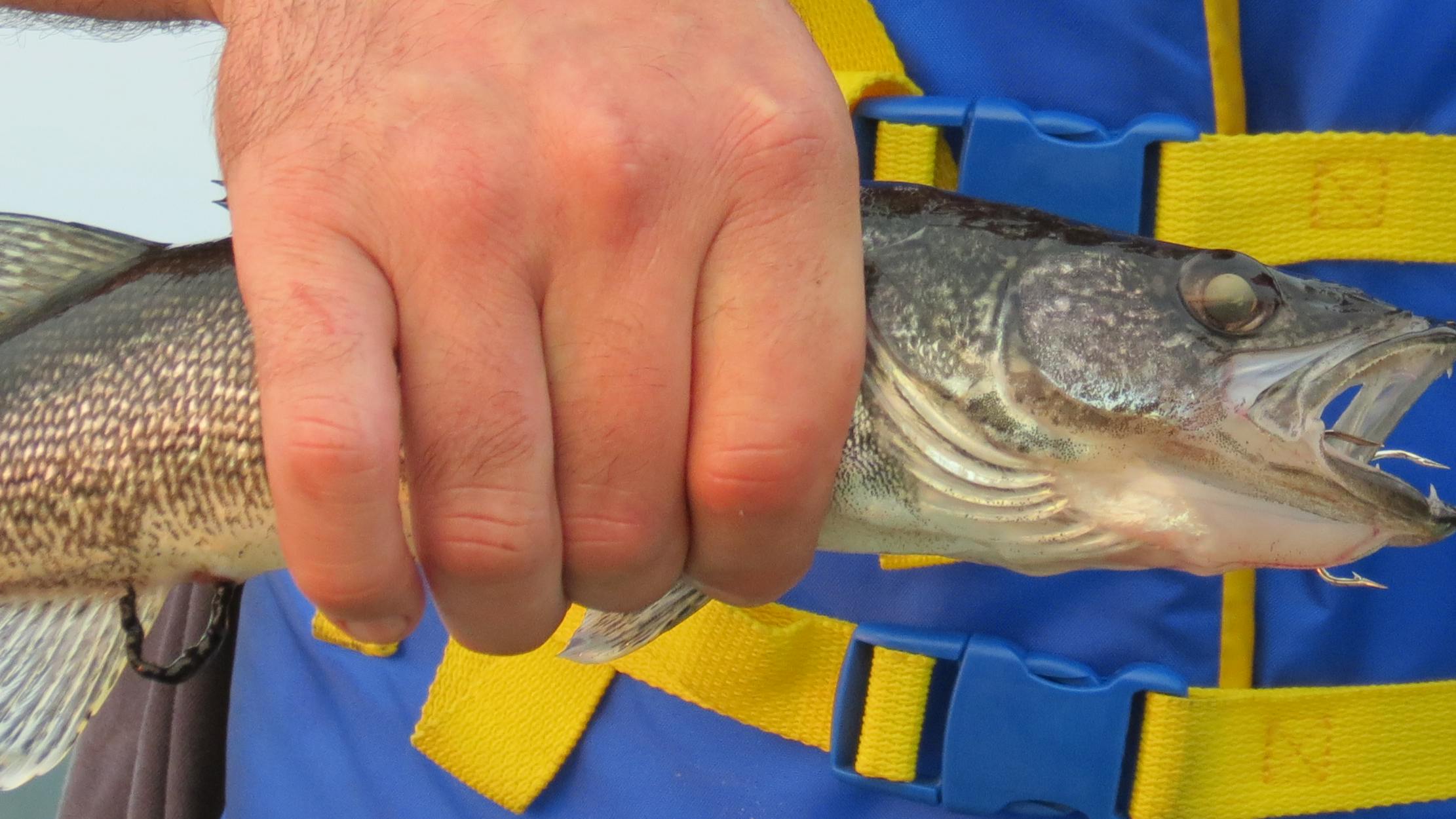 Someone holds up a walleye that has a lure in its mouth.