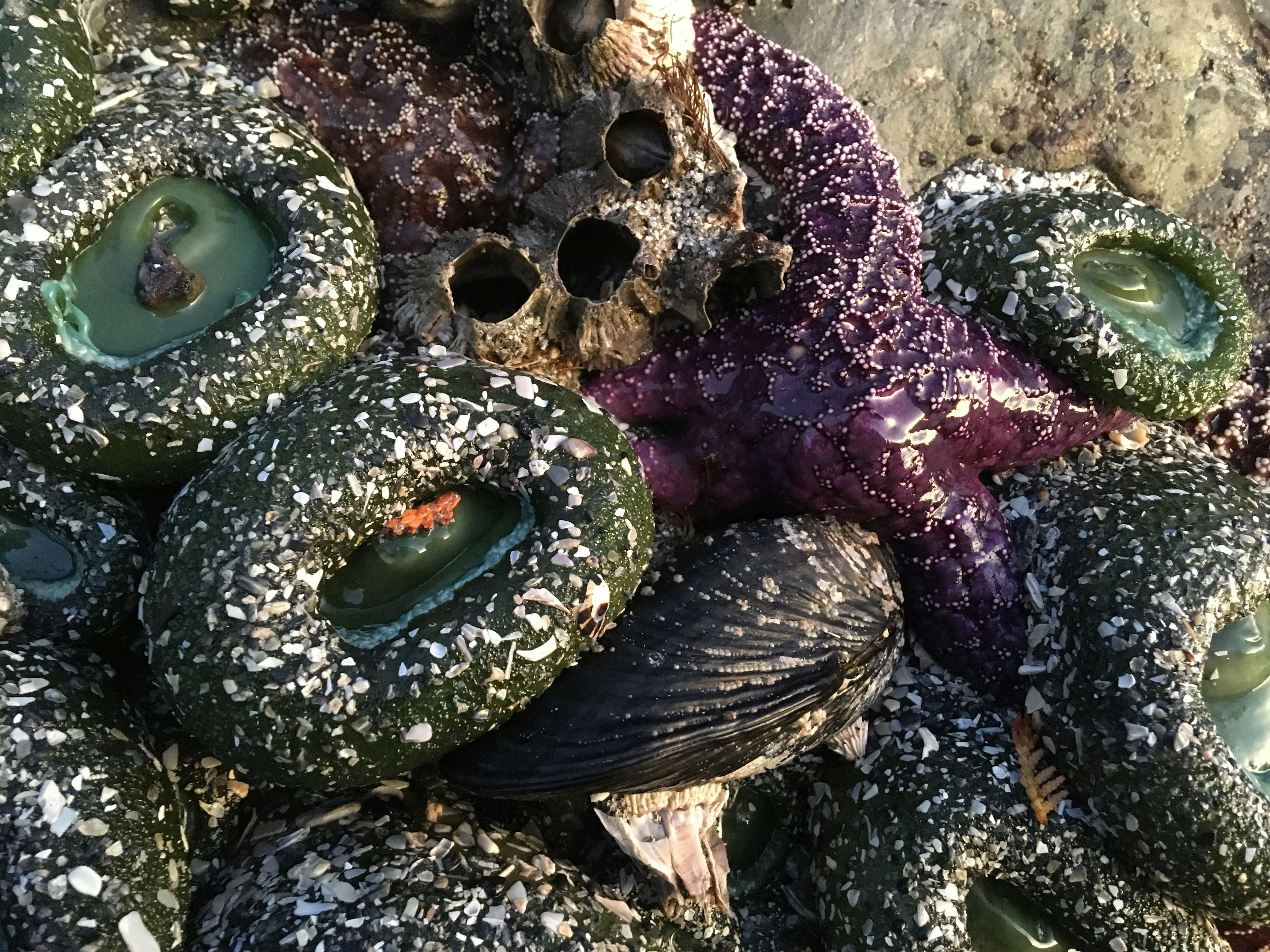 A collection of green, grey, and purple tide pool creatures