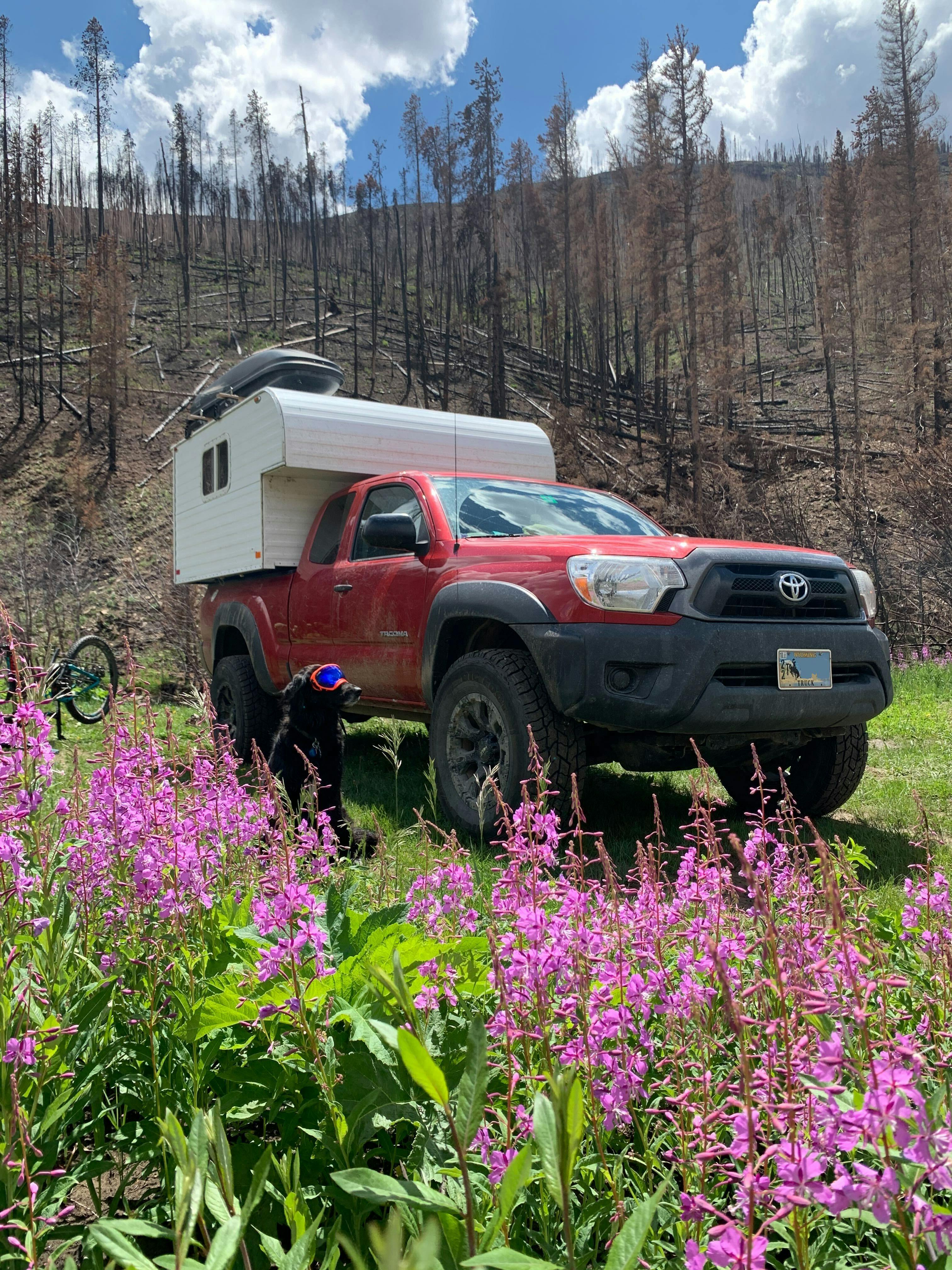A red truck with a white camper is parked in a grassy area with purple flowers.