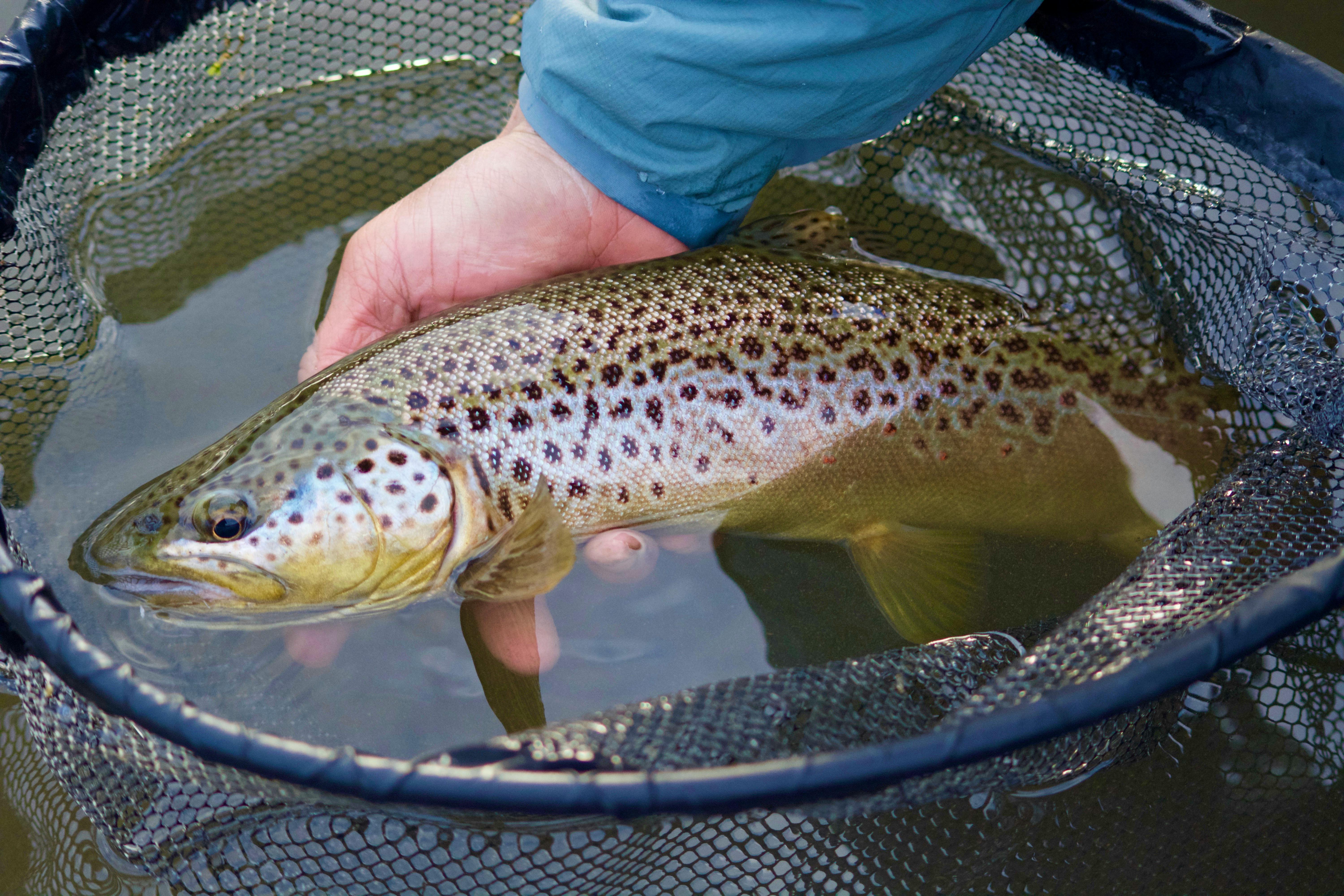 A person's hand extends into a net which has a trout in it