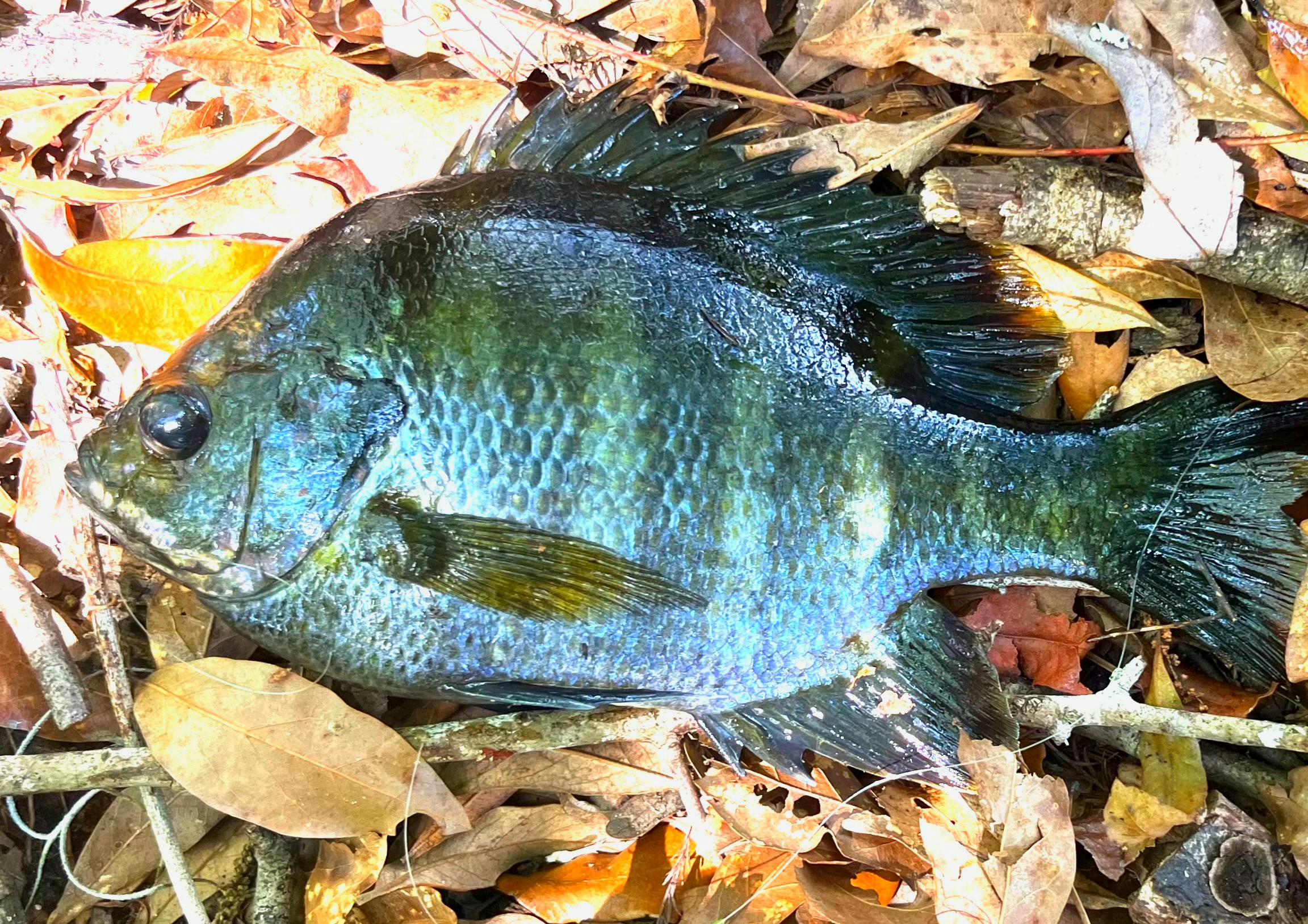 What Is A Panfish? Complete Guide To #1 Ask What Are Panfish