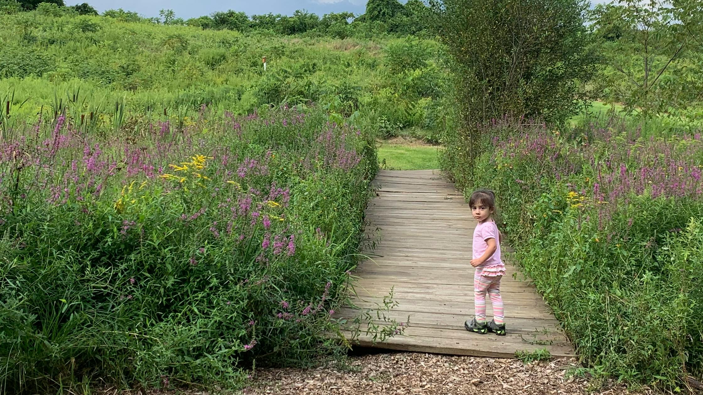 A little girl in pink looks back at the camera while walking on a boardwalk between tall flowers