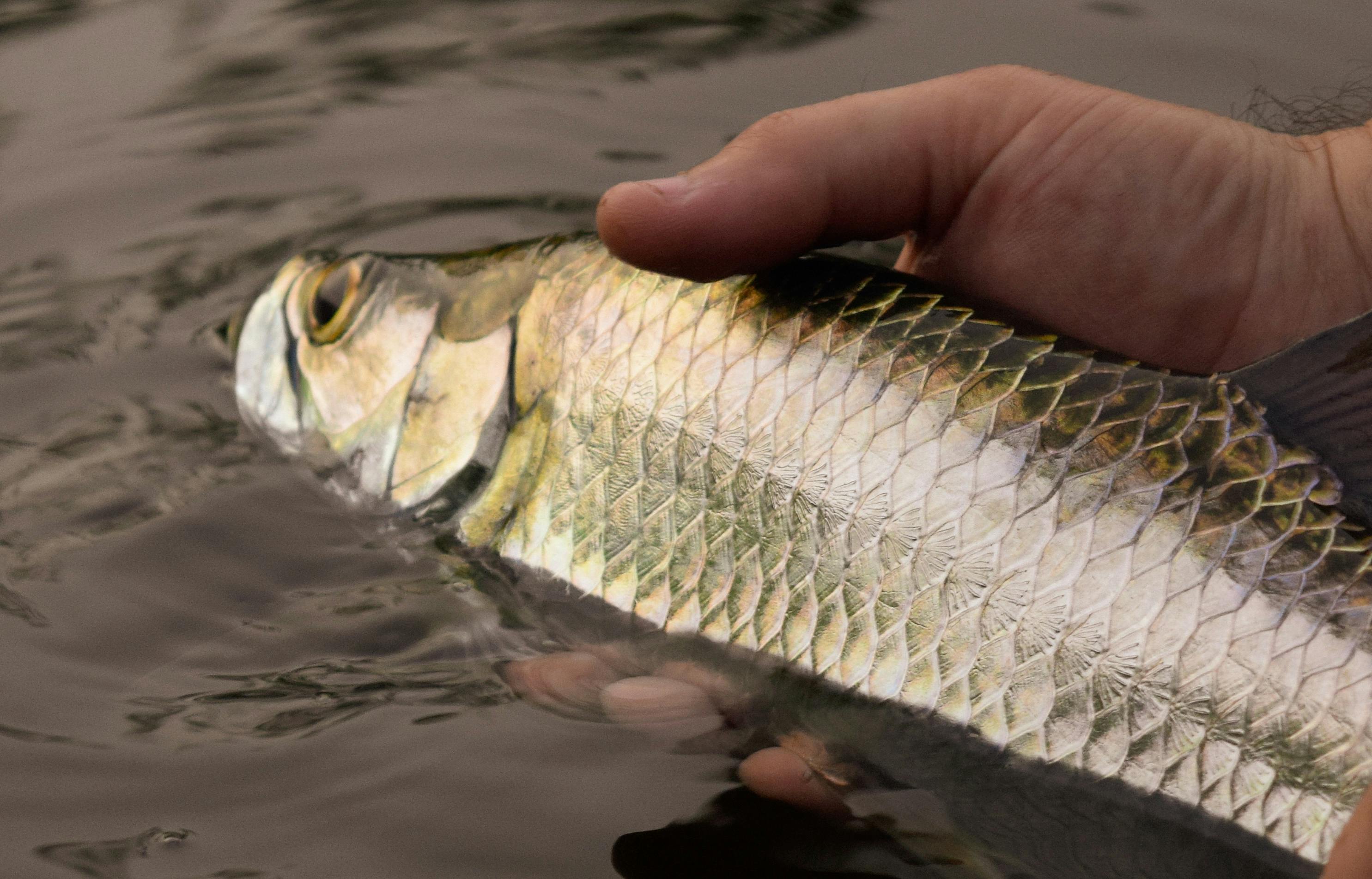 A close-up image of a fish that is partially submerged in the water, sitting in the author's hand. 