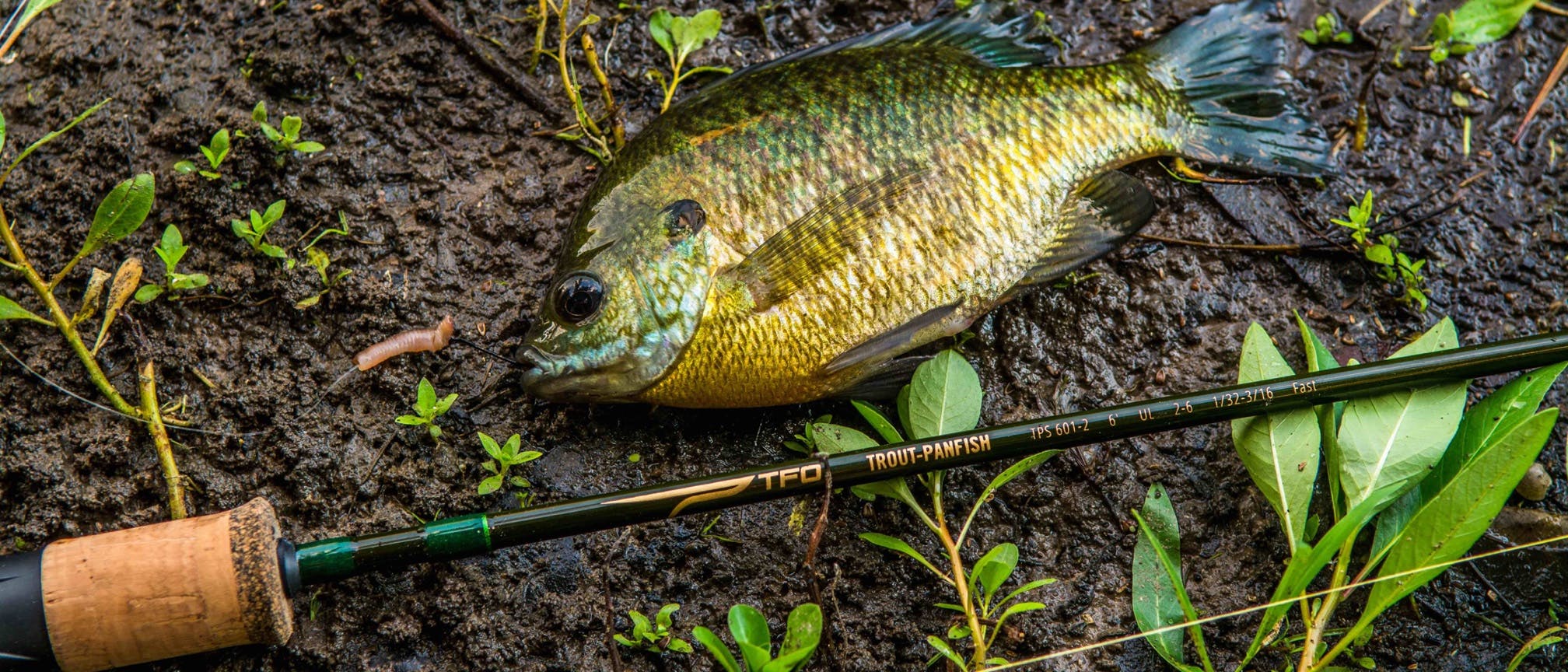 Temple Fork Outfitters Trout-Panfish Rod · 6'0" · Ultra light