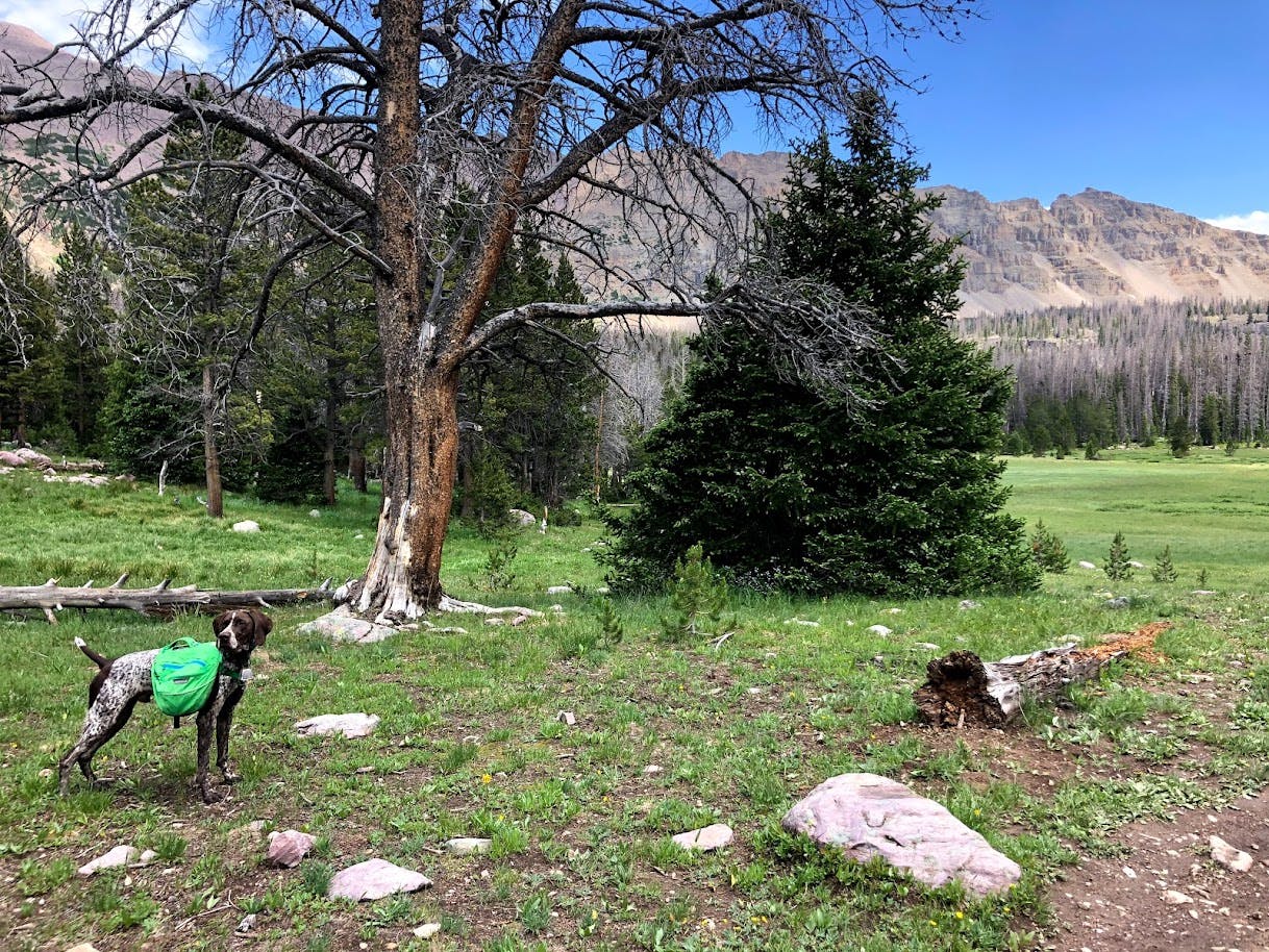 The author's dog standing on the edge of a meadow with a green hiking pack on.