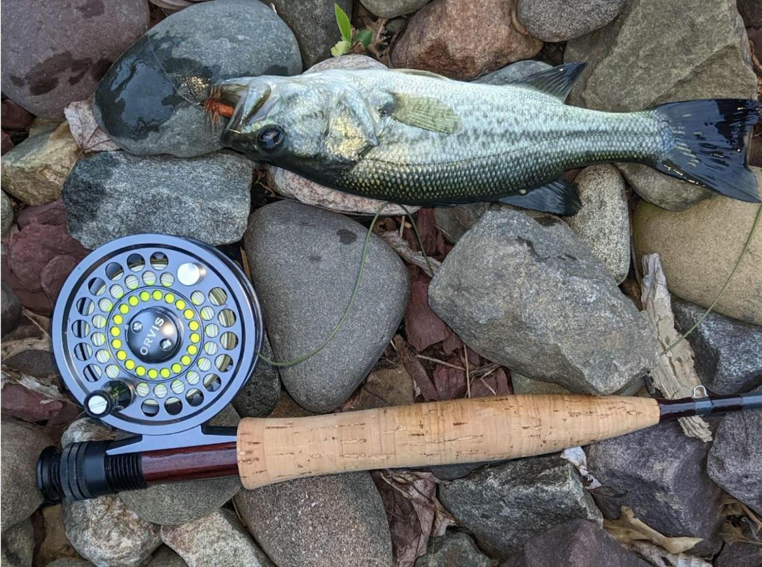 A fish lying next to the Orvis Battenkill Reel.