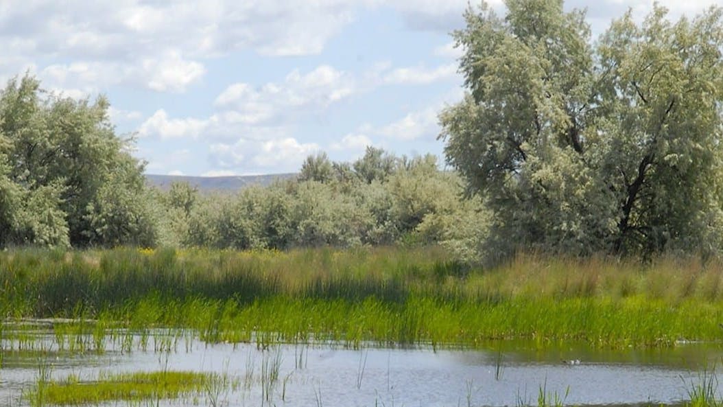 A body of water covered in grasses with trees on the banks in the background. Above, the sky is light blue and full of fluffy white clouds.