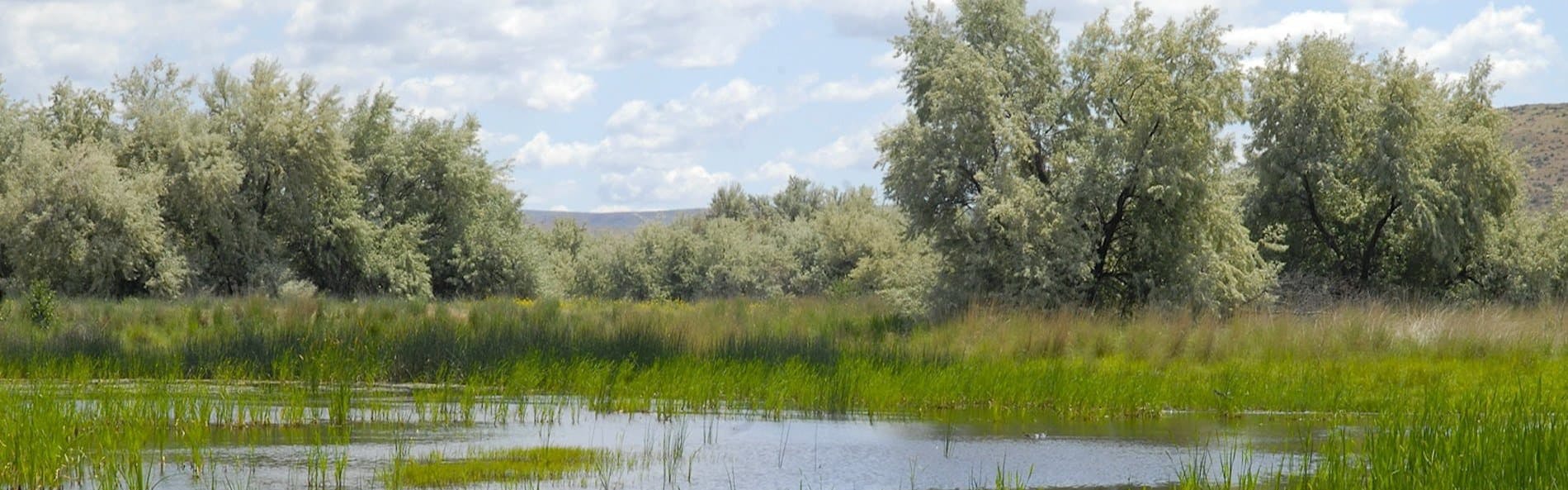 A body of water covered in grasses with trees on the banks in the background. Above, the sky is light blue and full of fluffy white clouds.