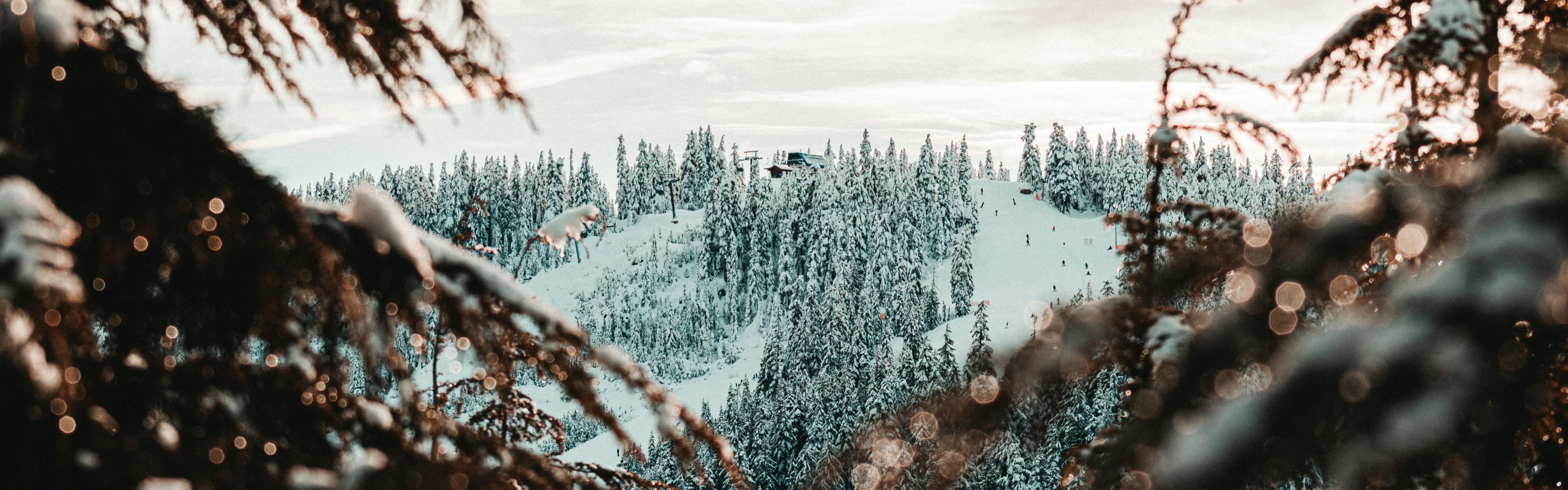 A view of the lift at the top of Cypress Mountain through snow-covered trees. 