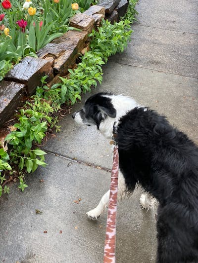 A border collie on a leash walking. 