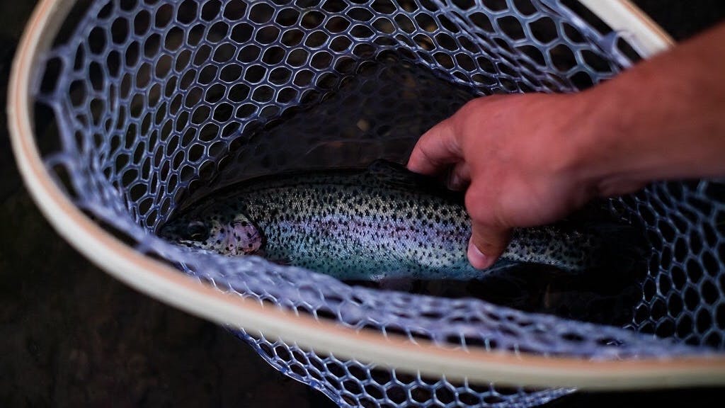 A hand reaches for a trout in a net