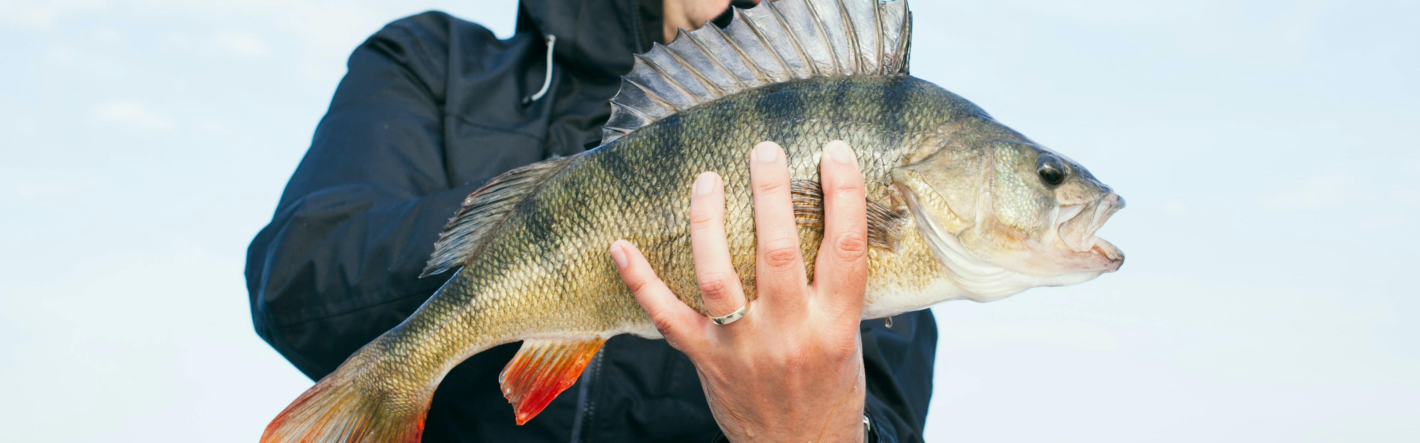 Spring Into Summer Perch Fishing - In-Fisherman