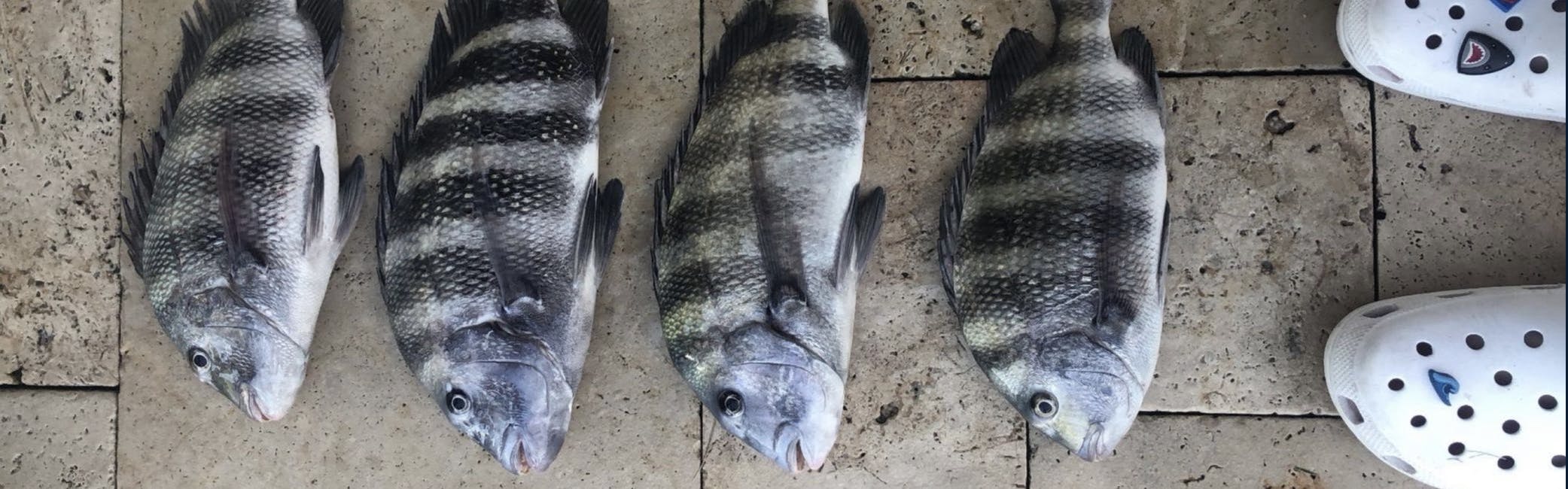 Top 3 Types Of Bait For Sheepshead Fishing 