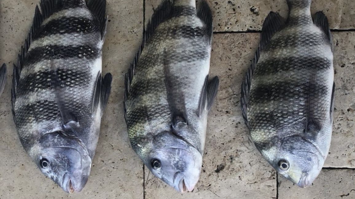 4 sheepshead caught and laid out on the ground