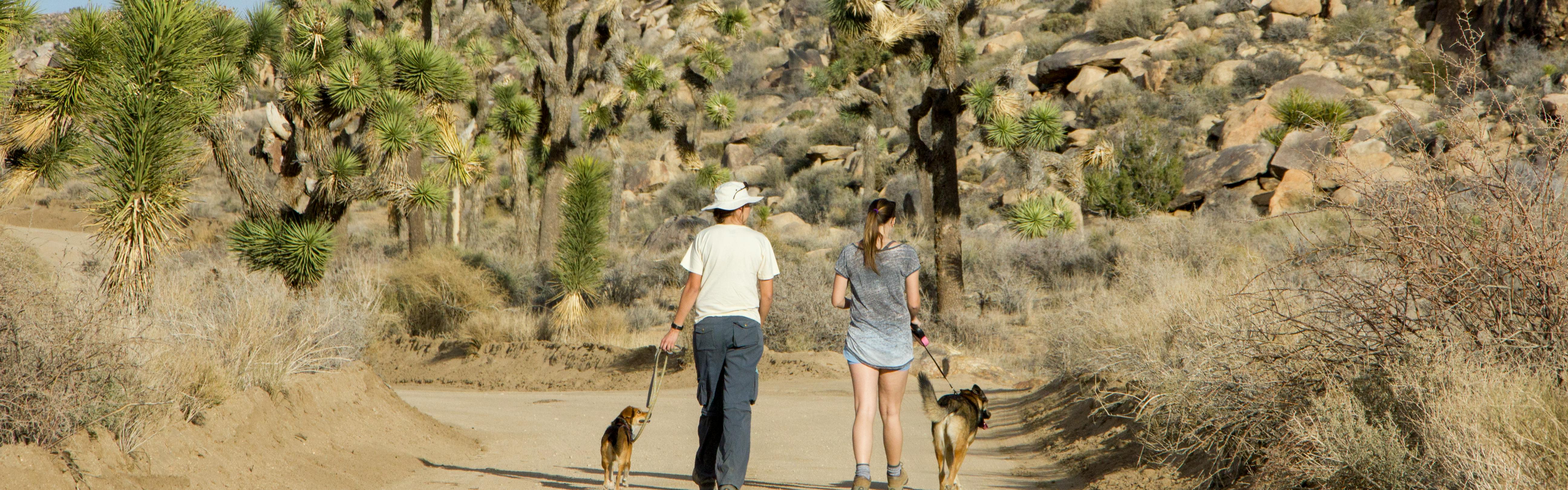 Two women walk with their dogs on a trail in Joshua Tree National Park. 