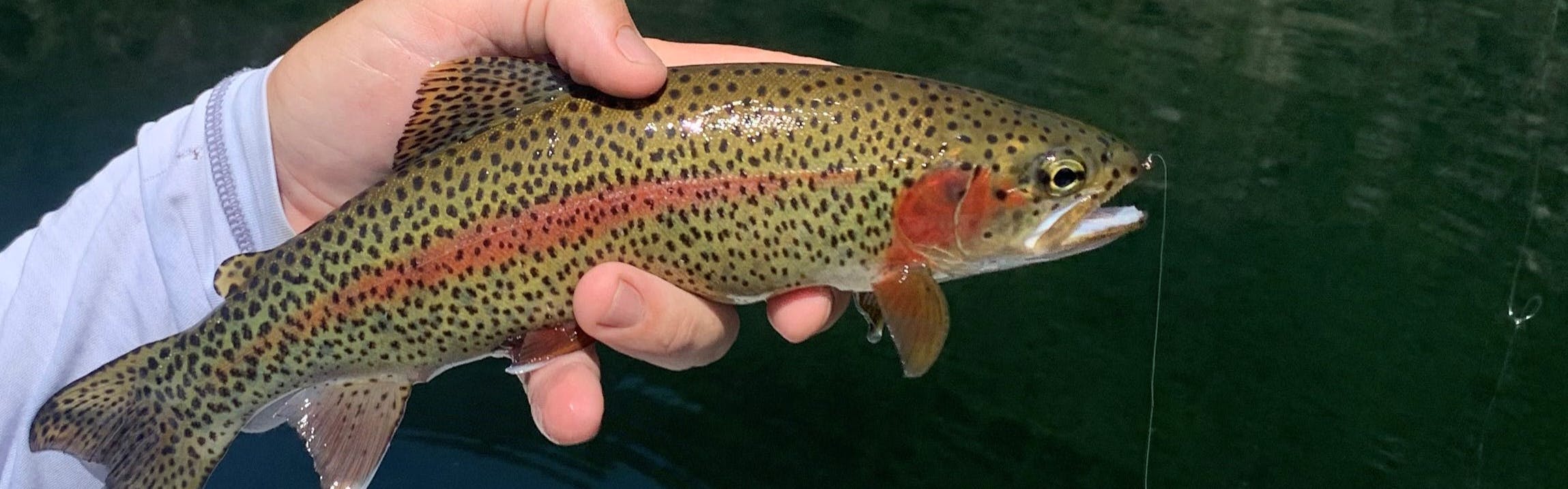 A hand holding a trout. 