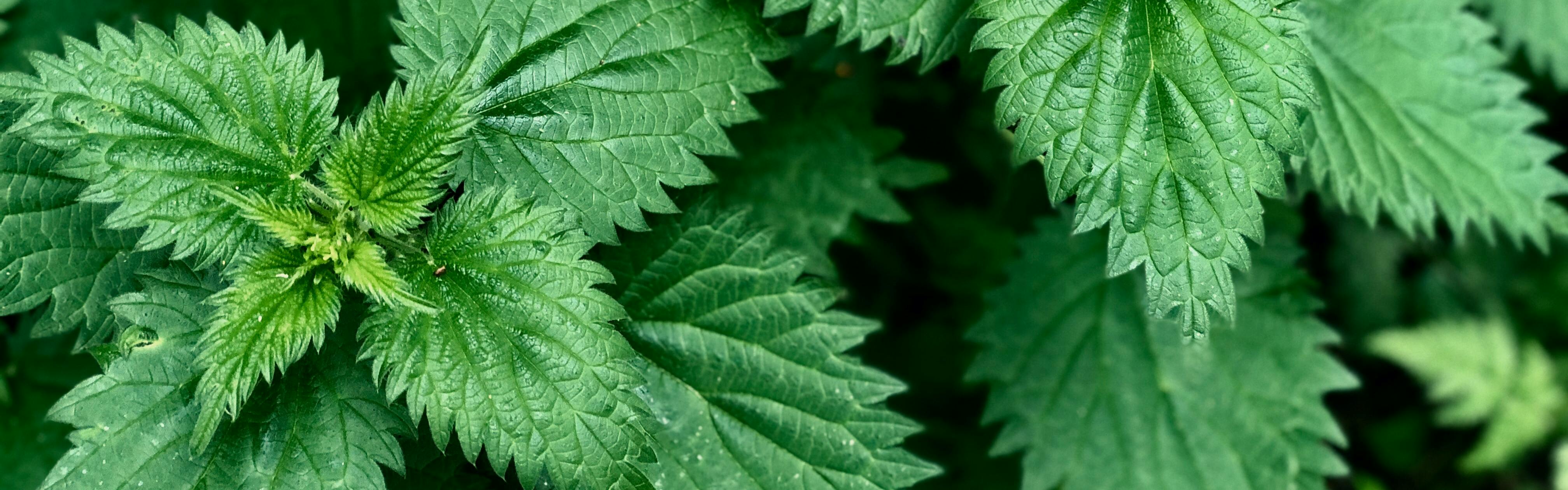 A close-up image of stinging nettles. 